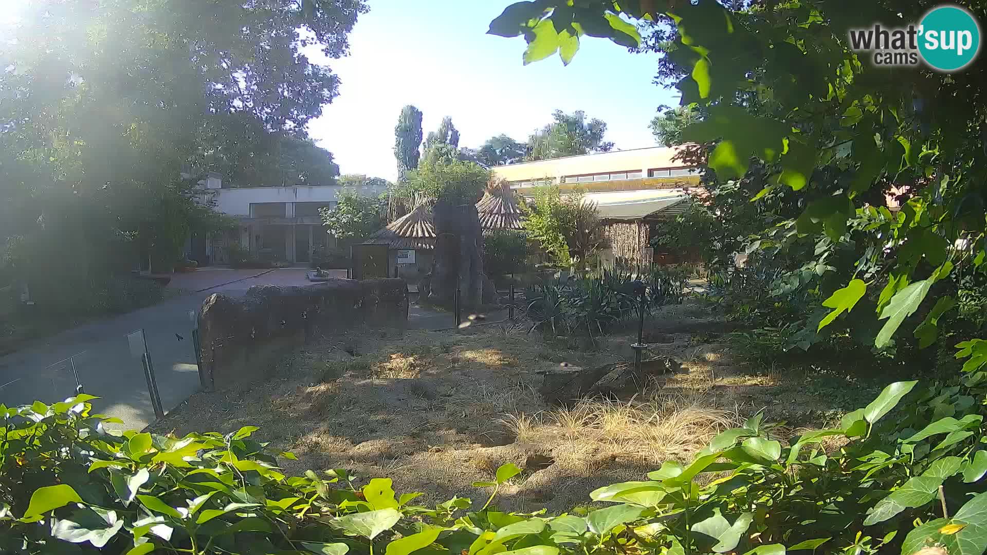 Zoo Zagreb – Meerkat (Suricate)