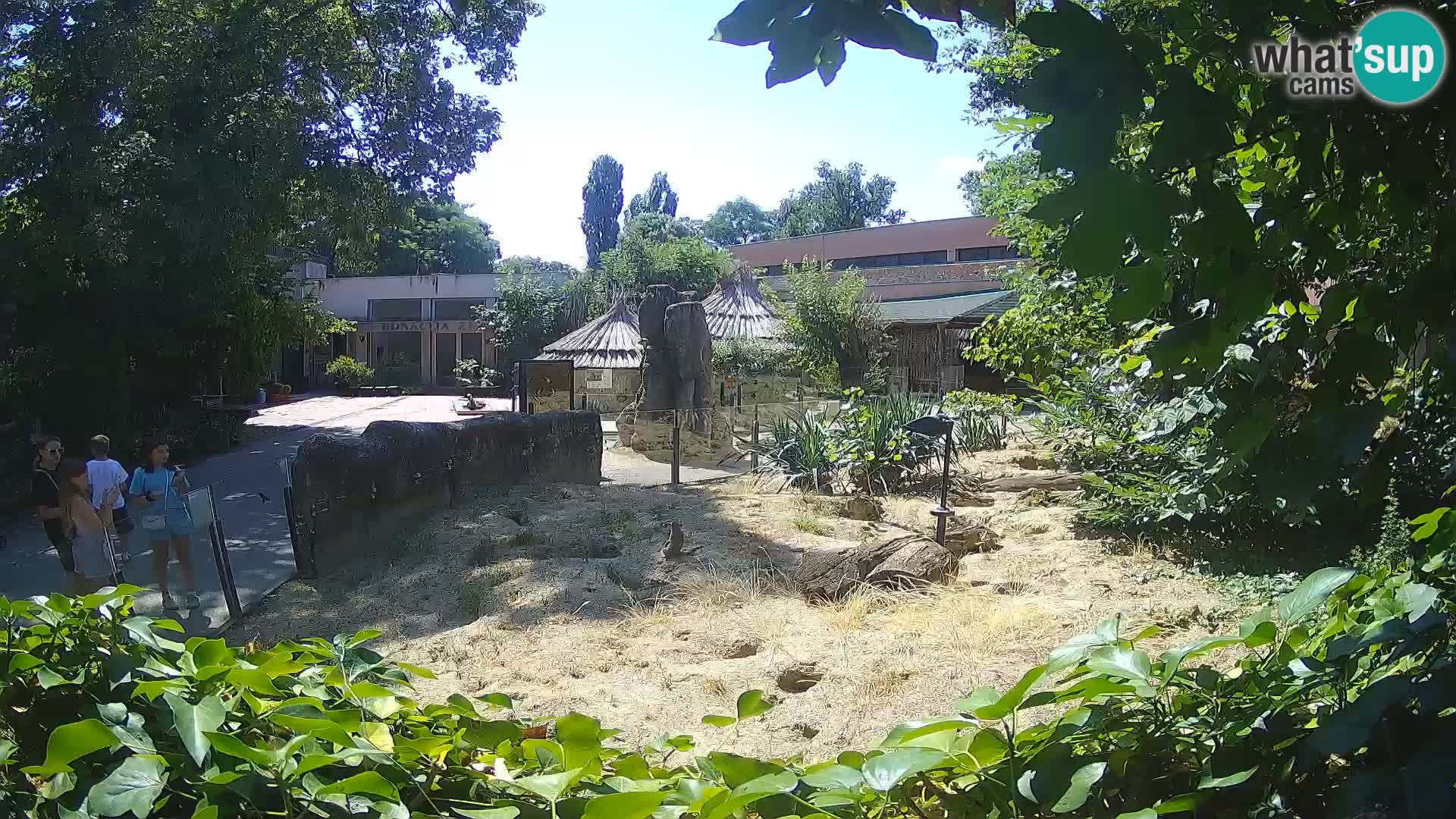 Zoo Zagreb – Suricate