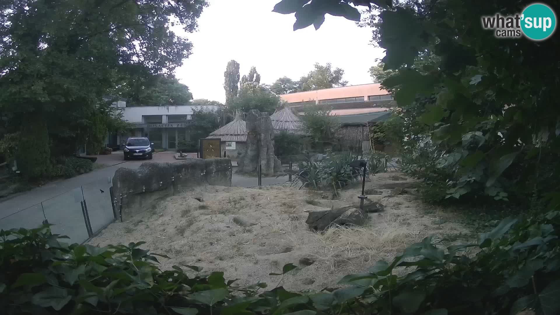 Zoo Zagreb – Meerkat (Suricate)
