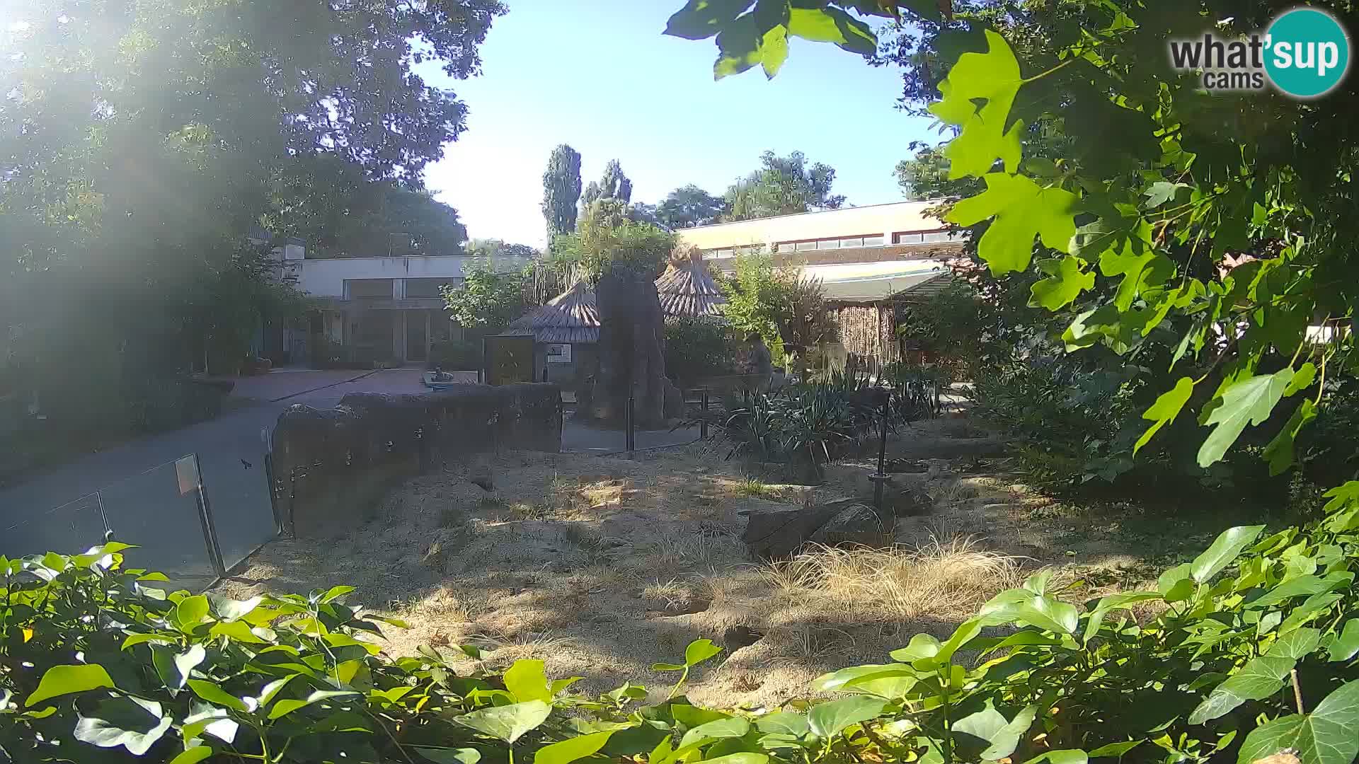 Zoo Zagreb – Merkat
