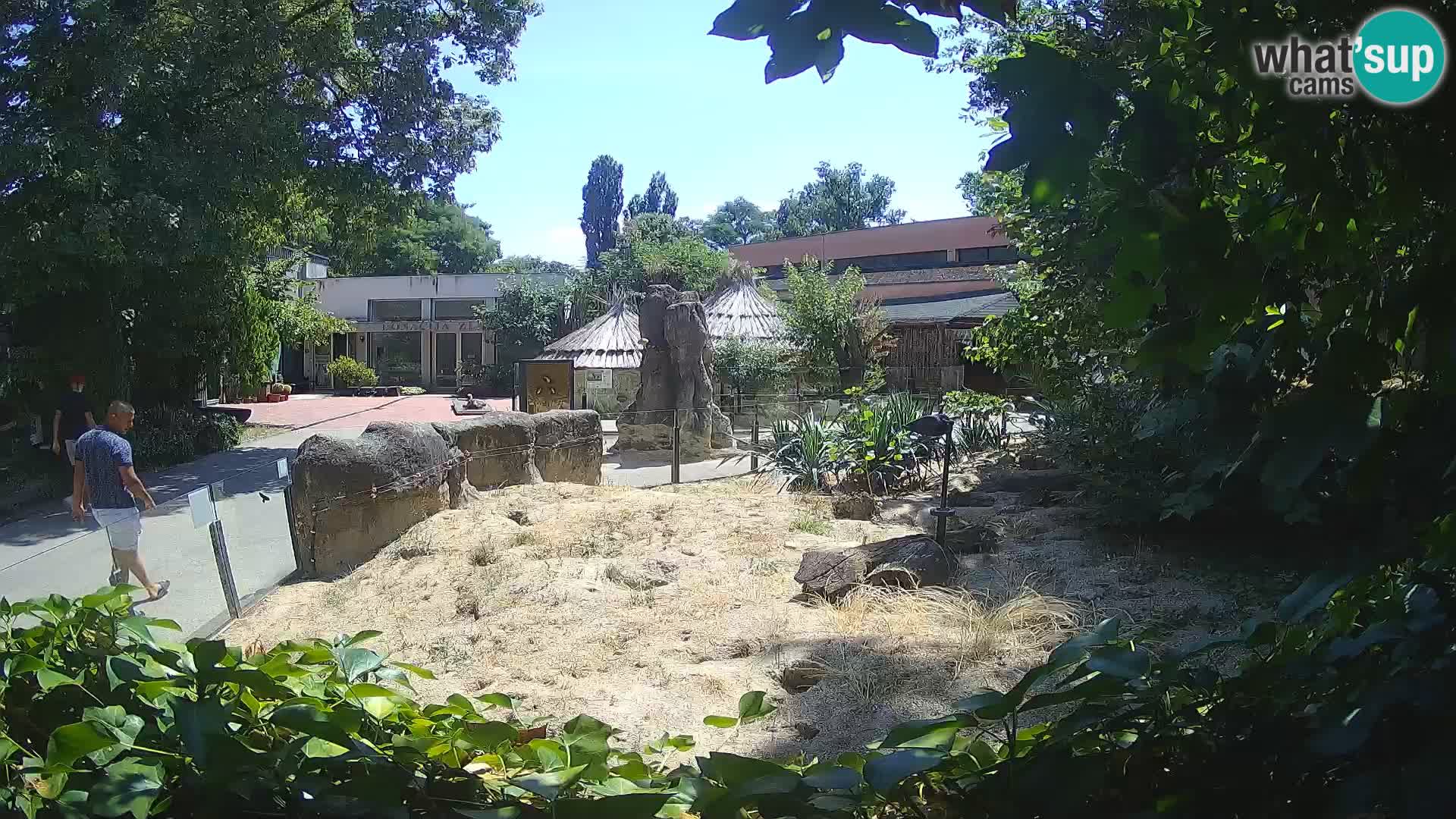 Zoo Zagreb – Merkat