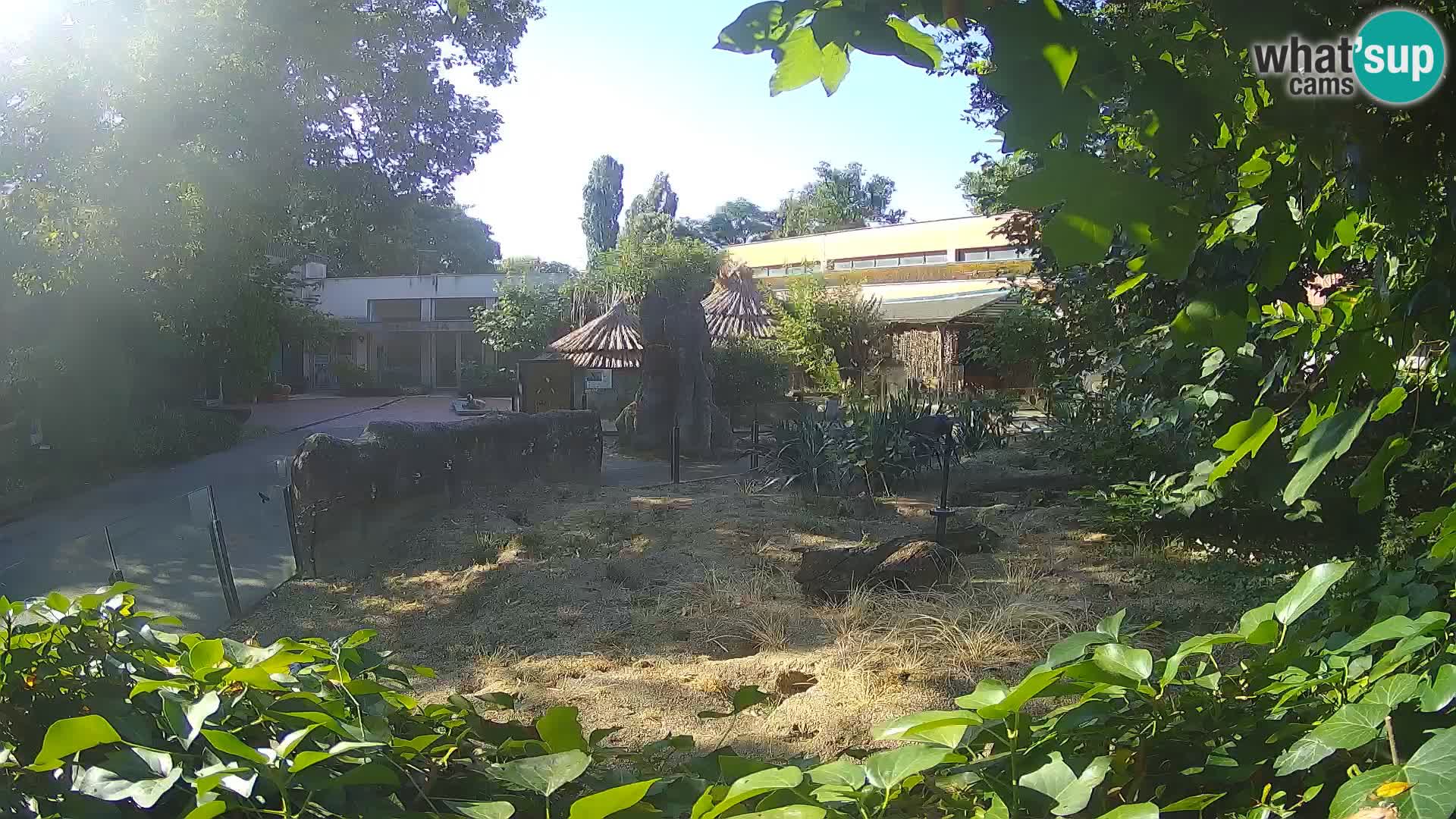 Zoo Zagreb – Merkat