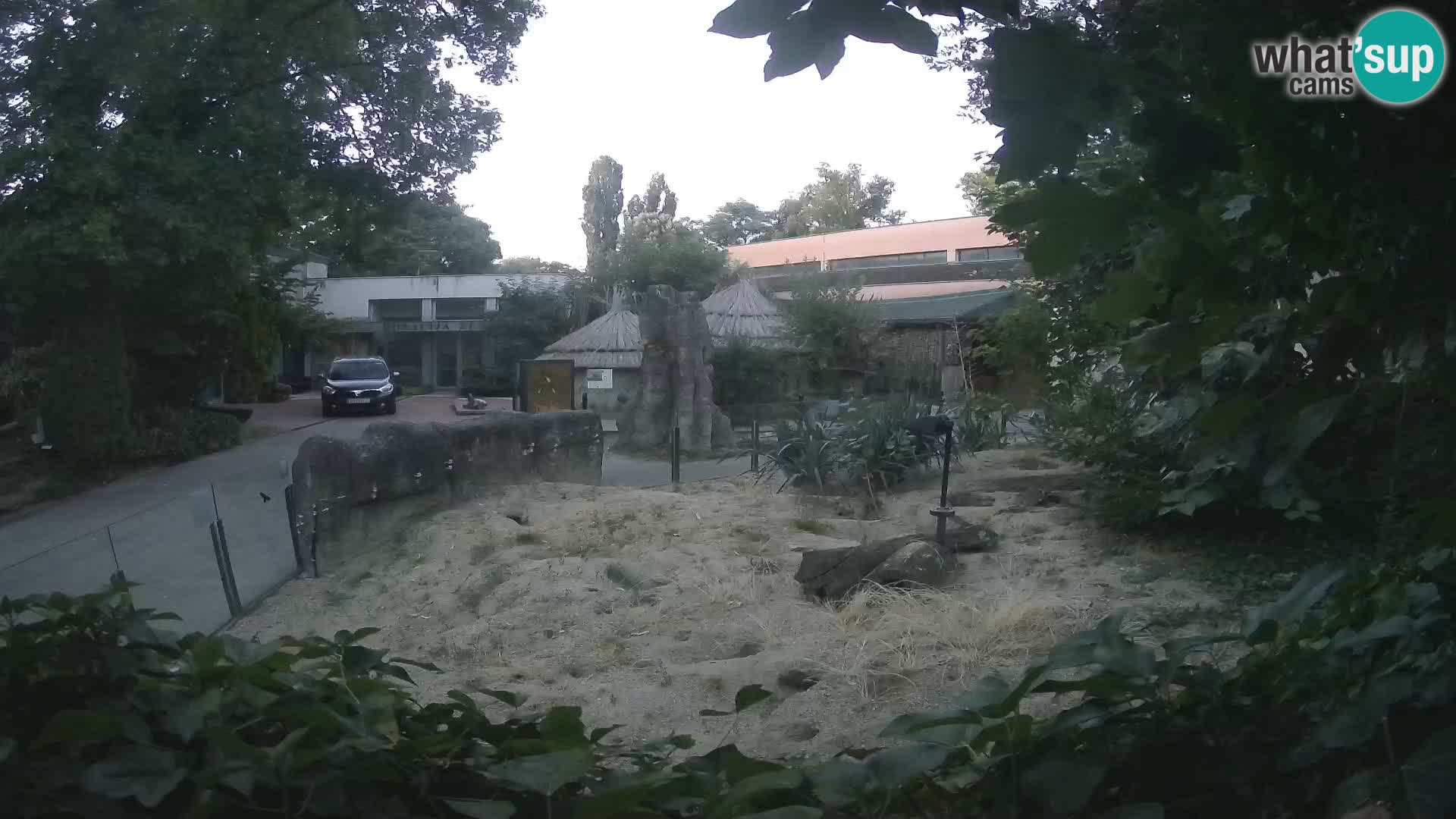 Zoo Zagreb – Erdmännchen