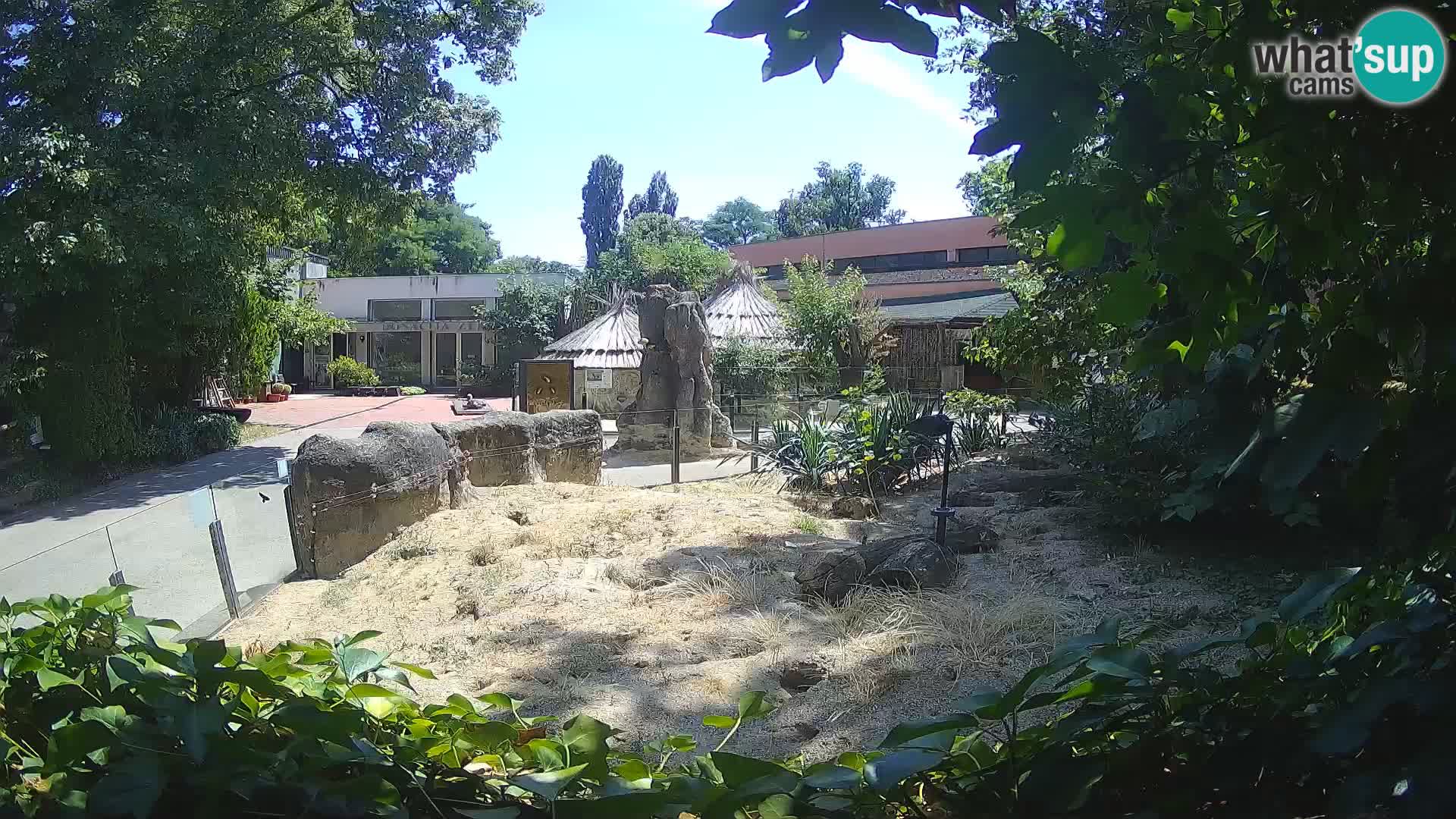 Zoo Zagreb – Merkat