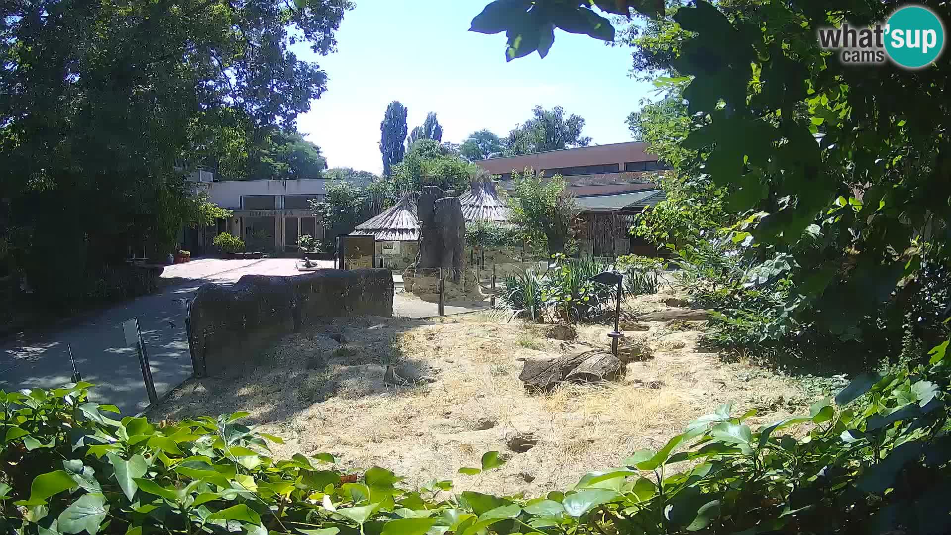 Zoo Zagreb – Merkat