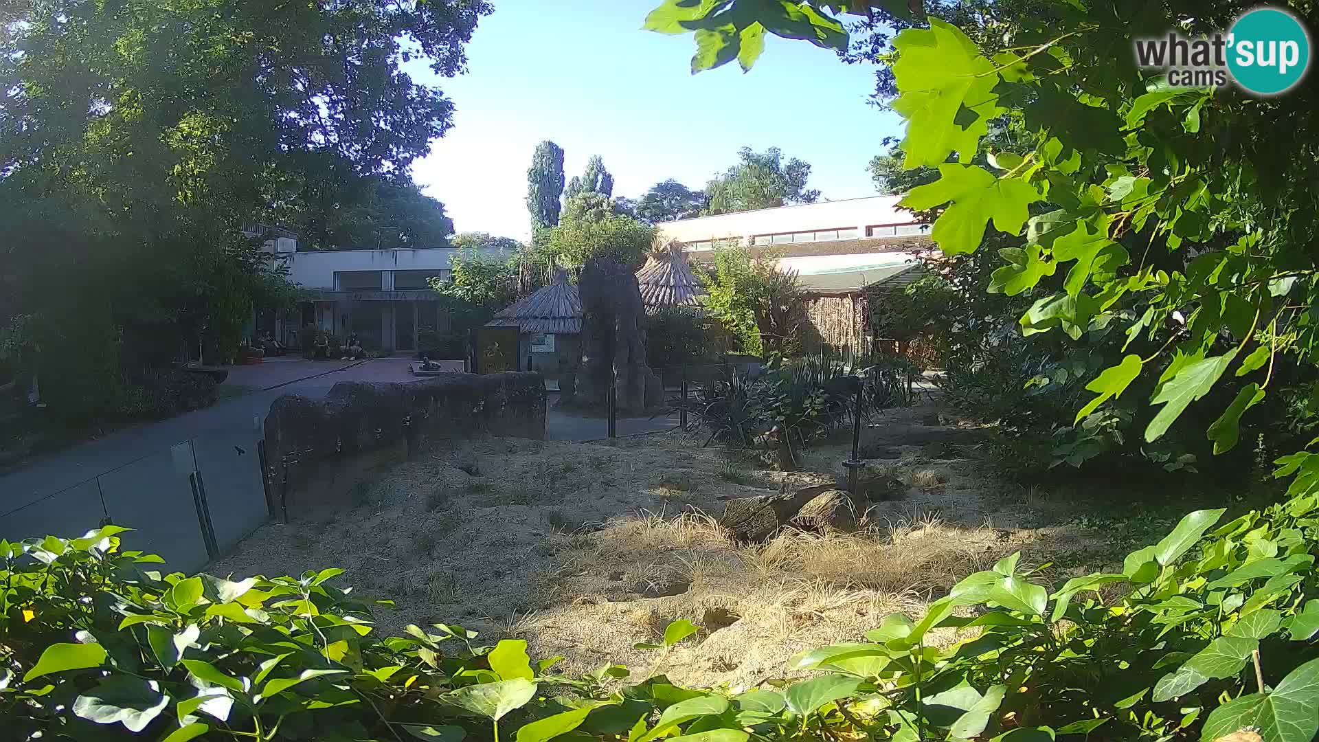 Zoo Zagreb – Meerkat (Suricate)