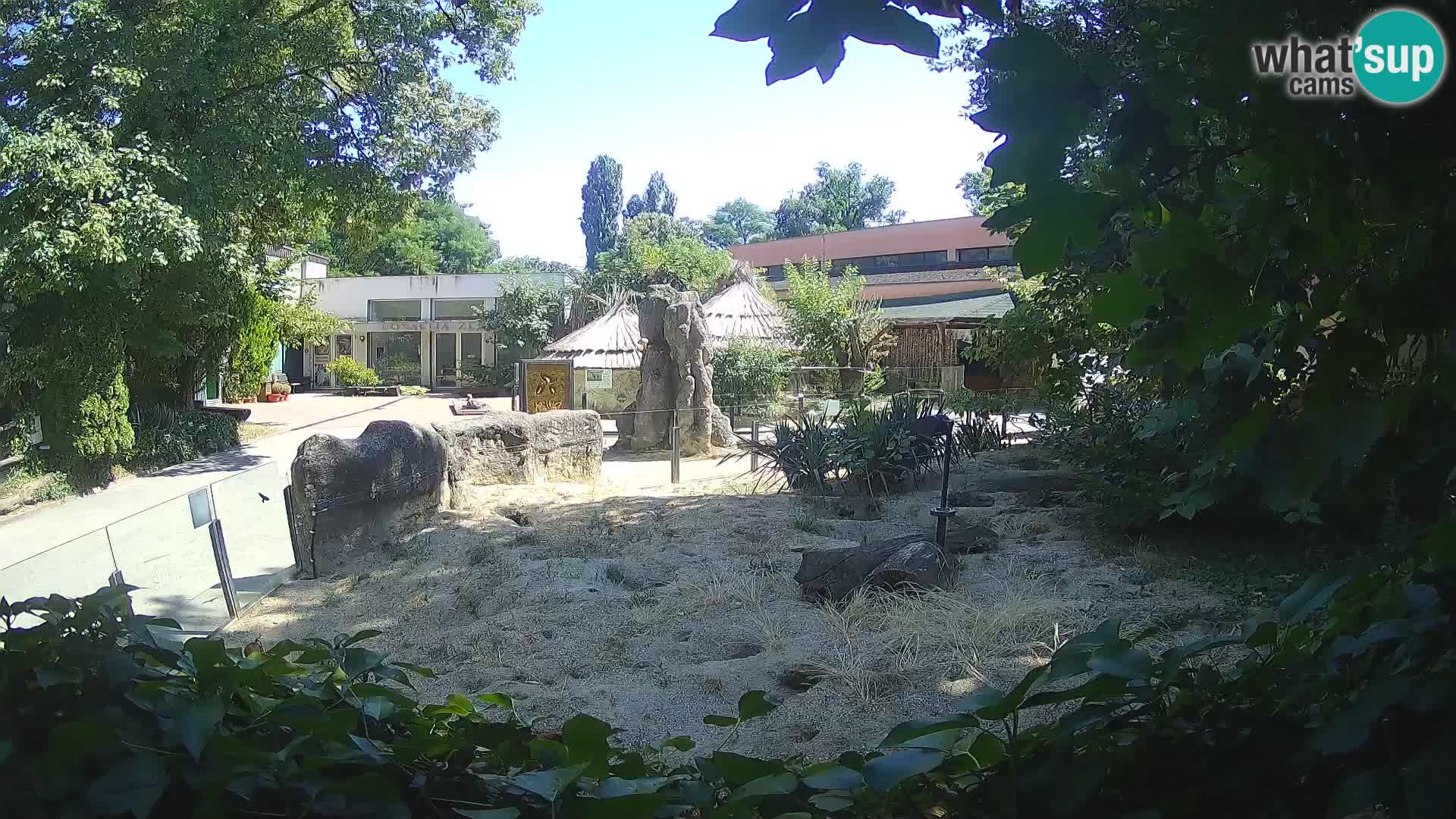 Zoo Zagreb – Merkat