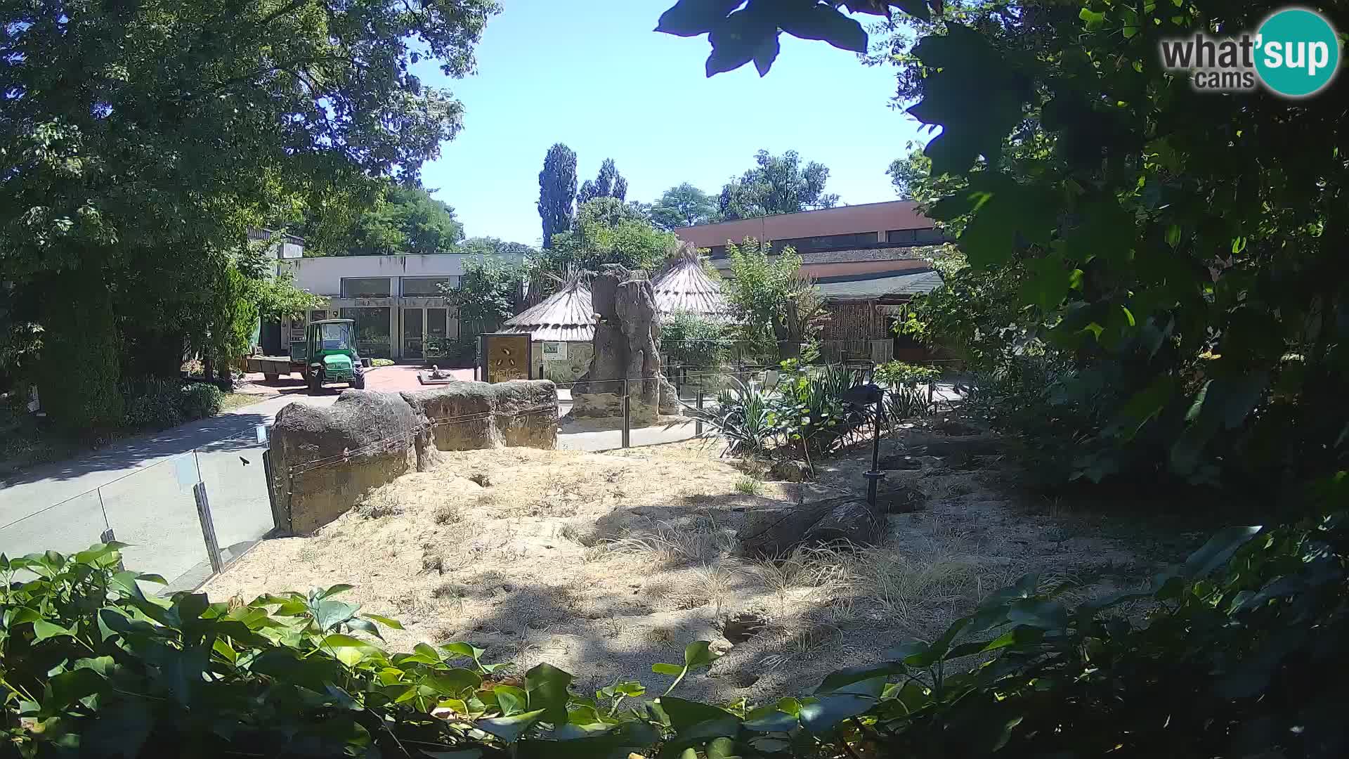 Zoo Zagreb – Suricata