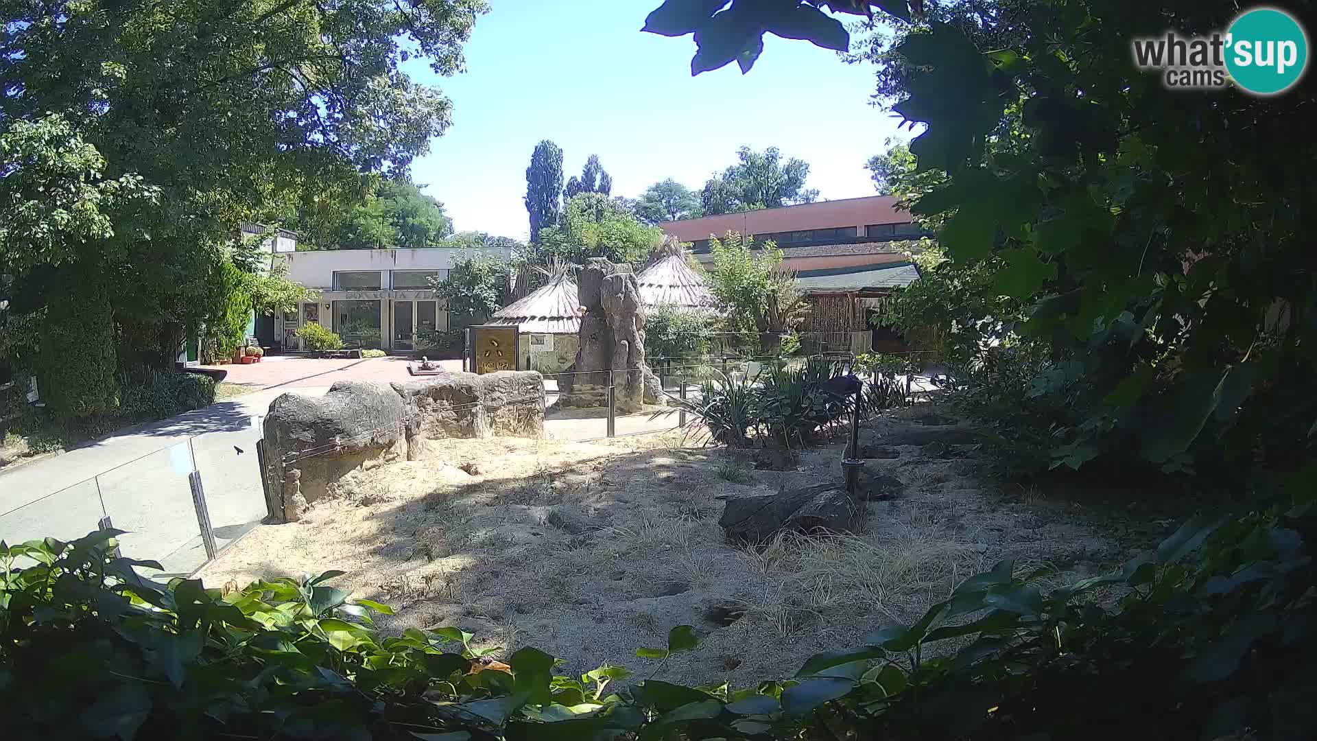 Zoo Zagreb – Suricata
