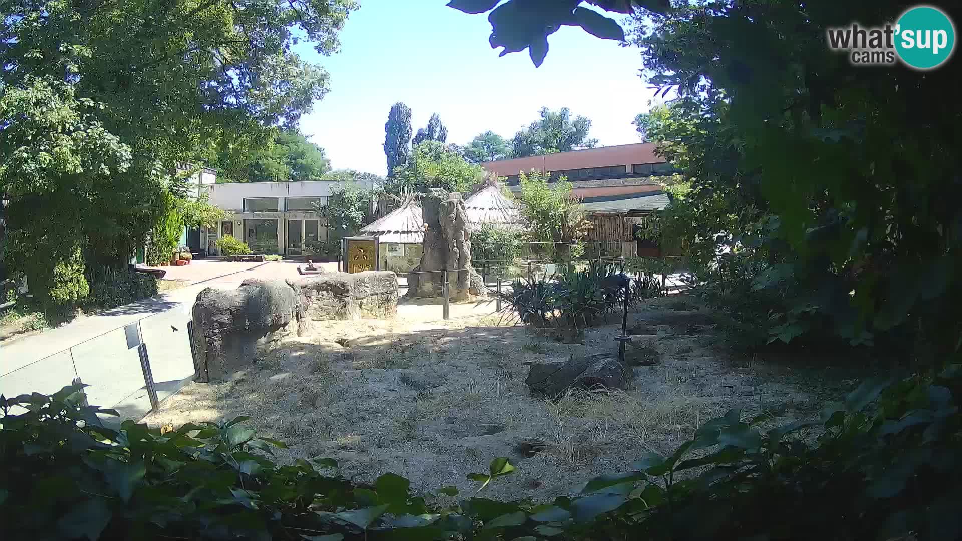 Zoo Zagreb – Merkat