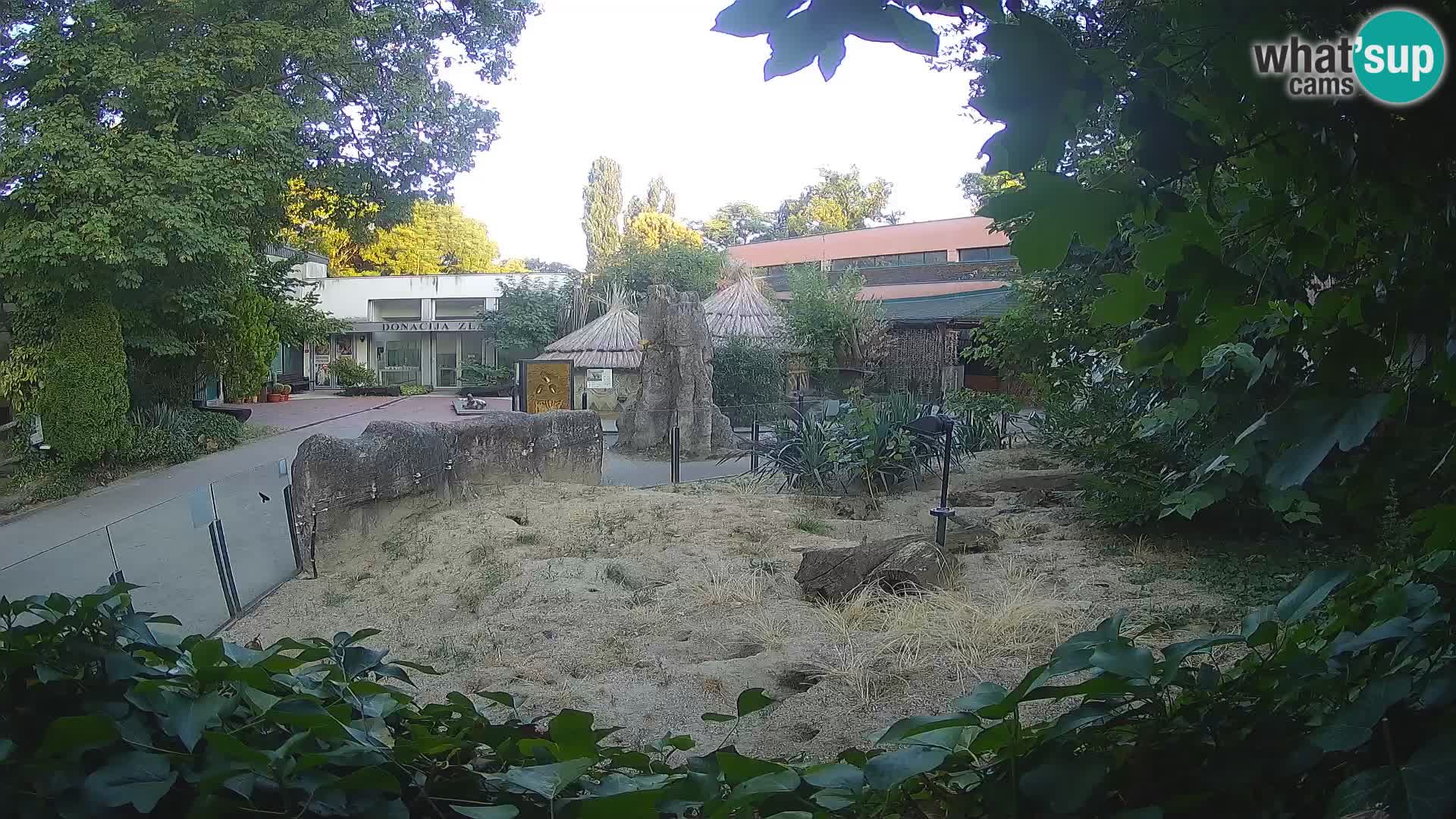 Zoo Zagreb – Meerkat (Suricate)