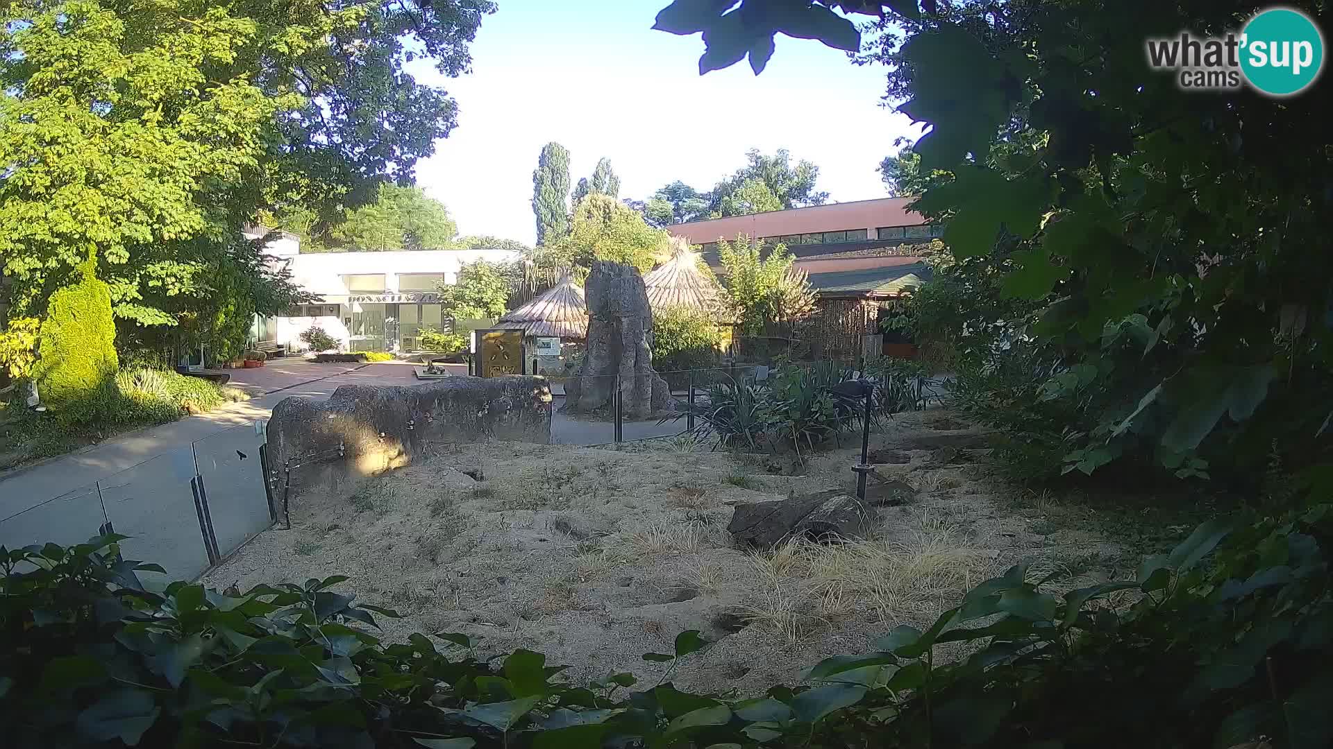 Zoo Zagreb – Suricata
