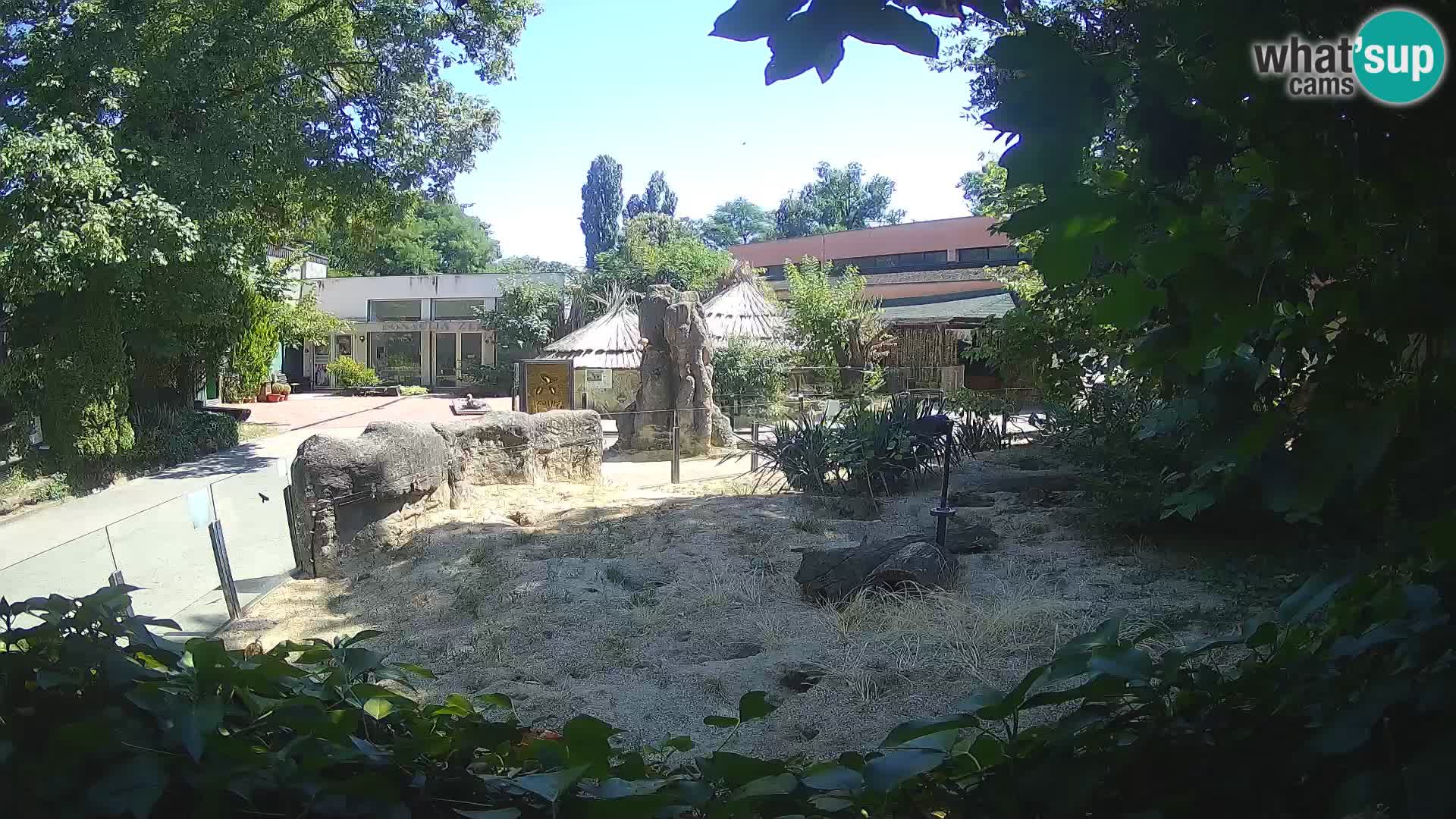 Zoo Zagreb – Suricata