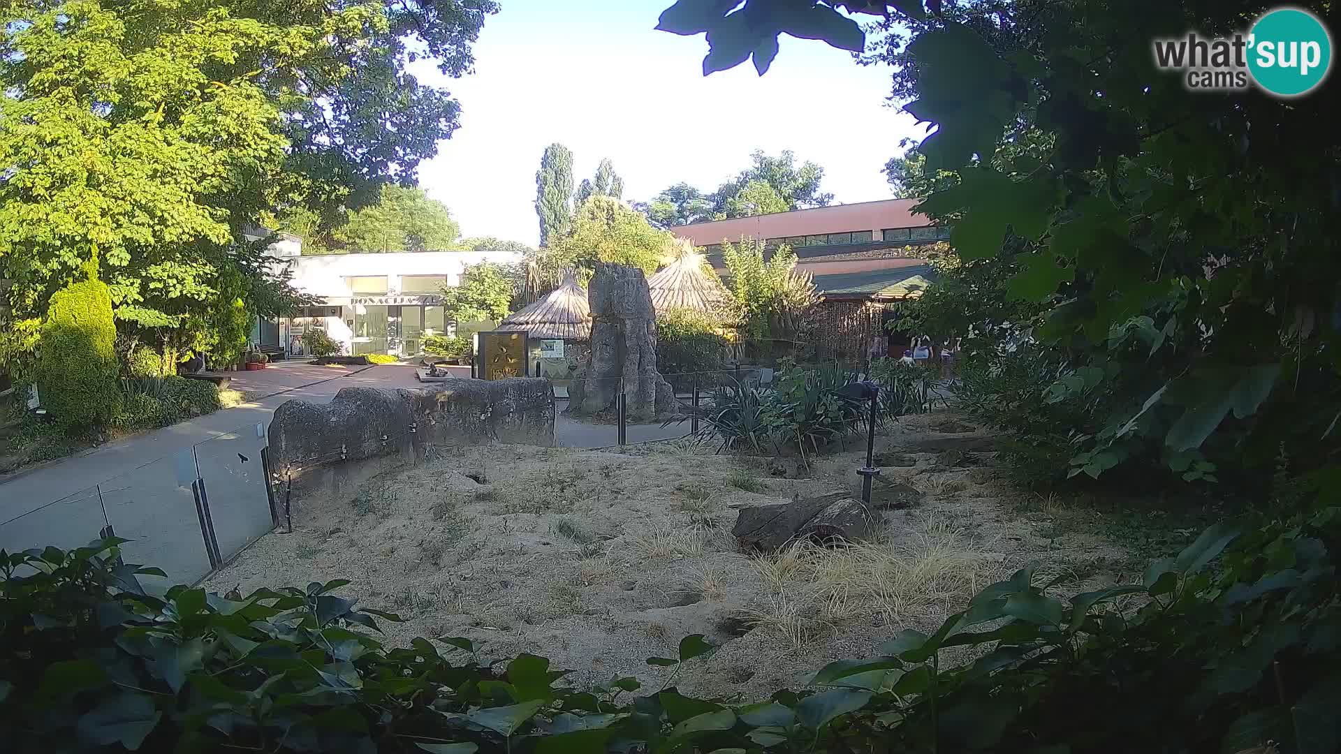 Zoo Zagreb – Merkat