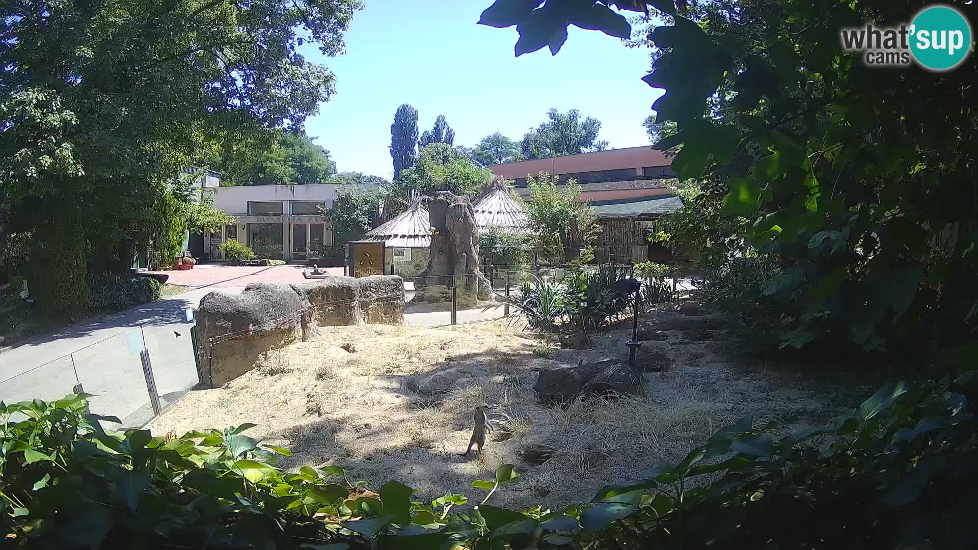 Zoo Zagreb – Suricate
