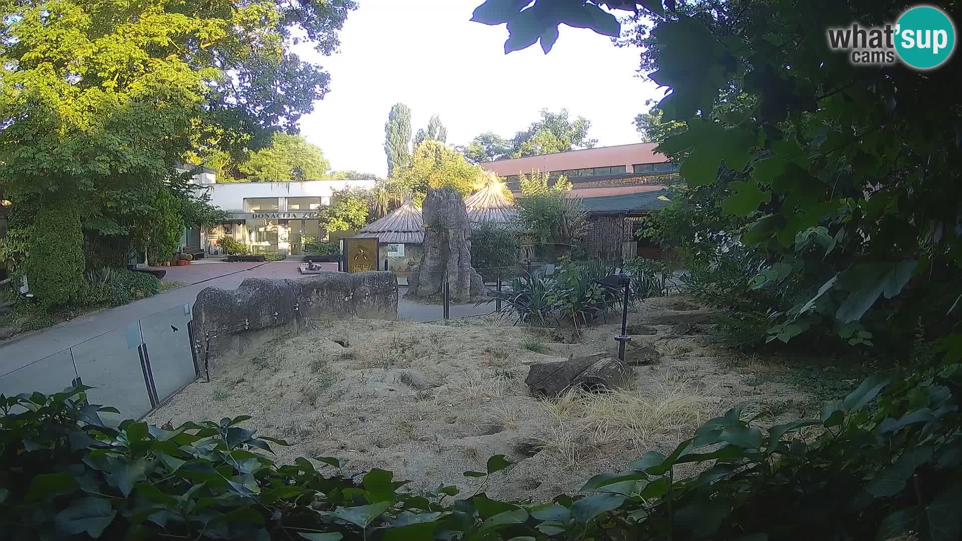 Zoo Zagreb – Suricata