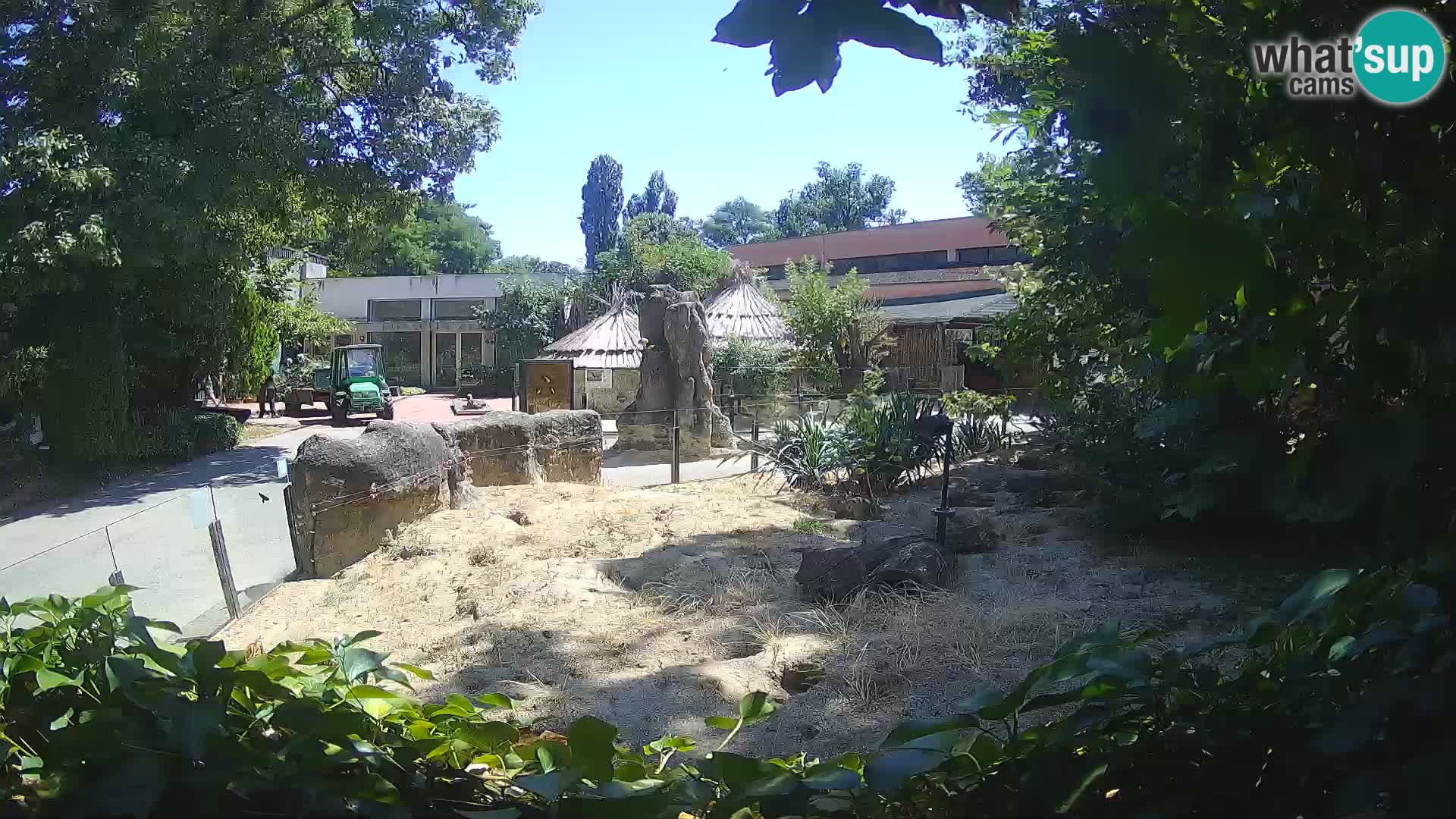 Zoo Zagreb – Suricata