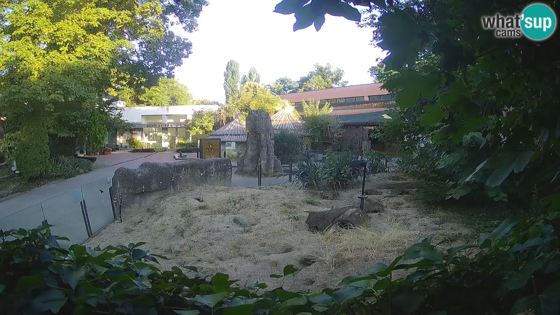 Zoo Zagreb – Meerkat (Suricate)