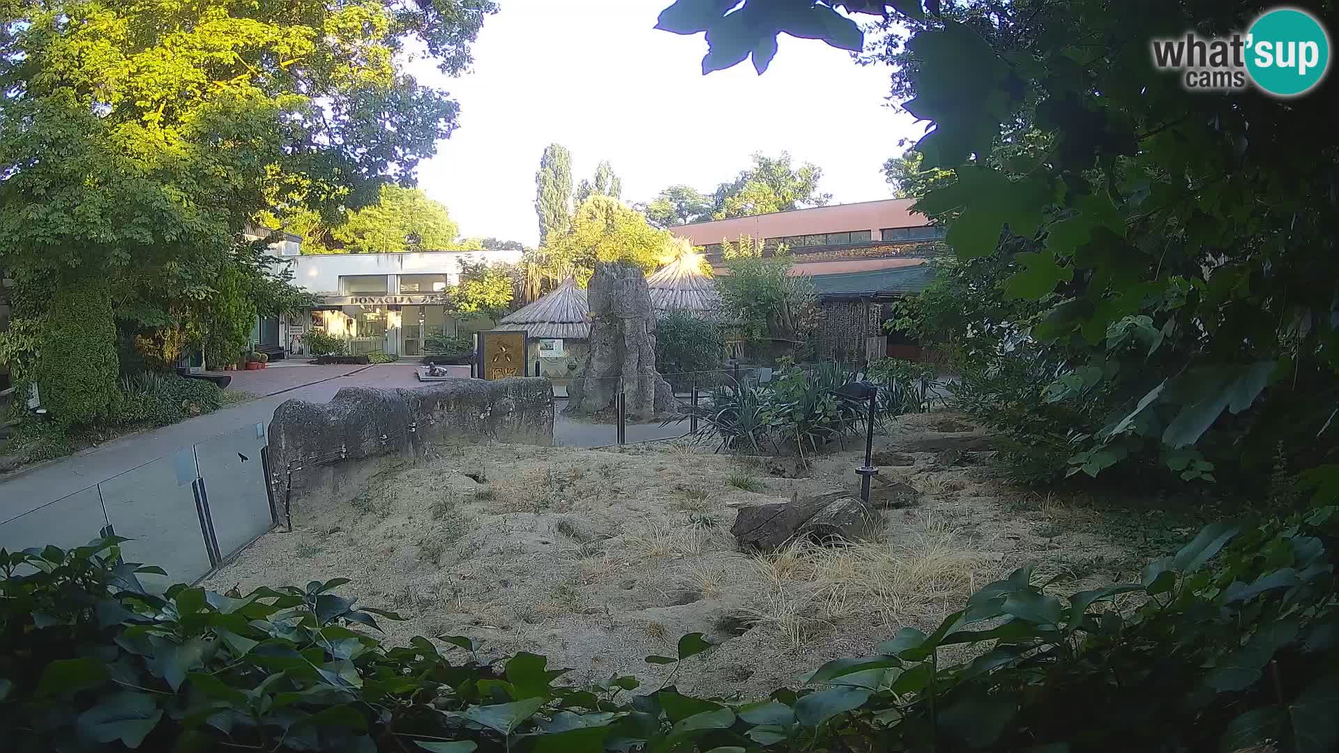 Zoo Zagreb – Suricata