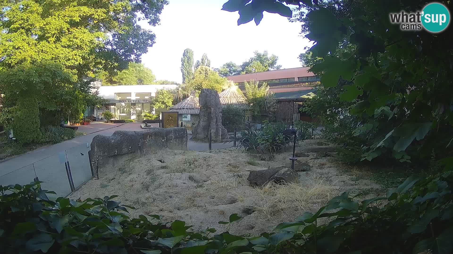 Zoo Zagreb – Surikate