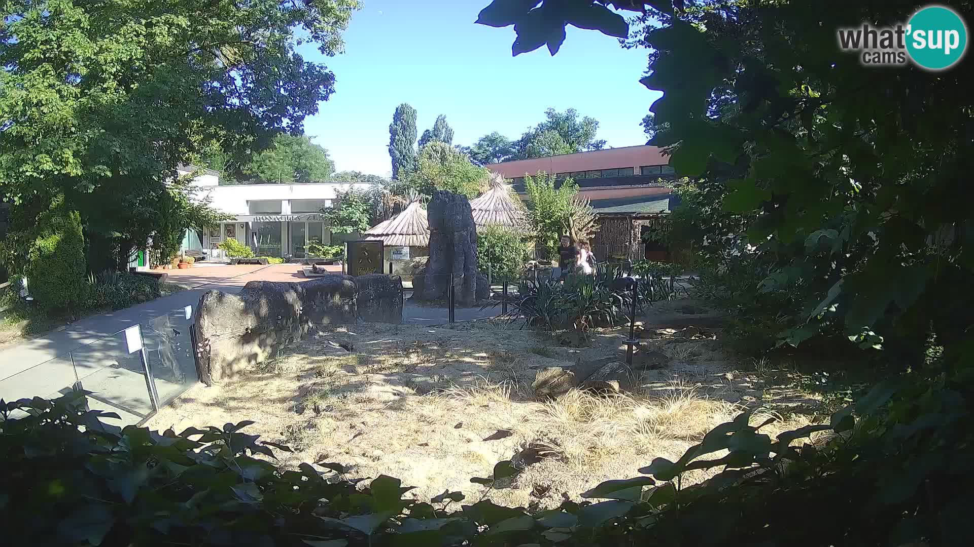 Zoo Zagreb – Merkat