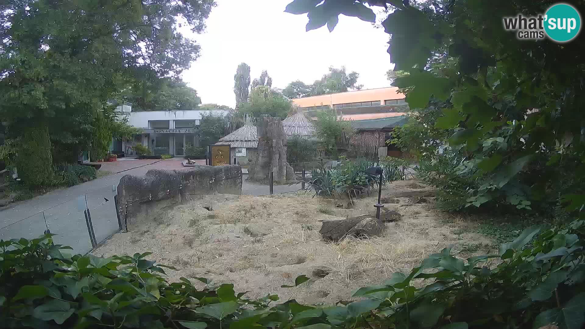 Zoo Zagreb – Suricate