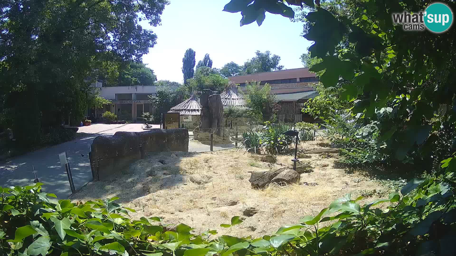 Zoo Zagreb – Surikate