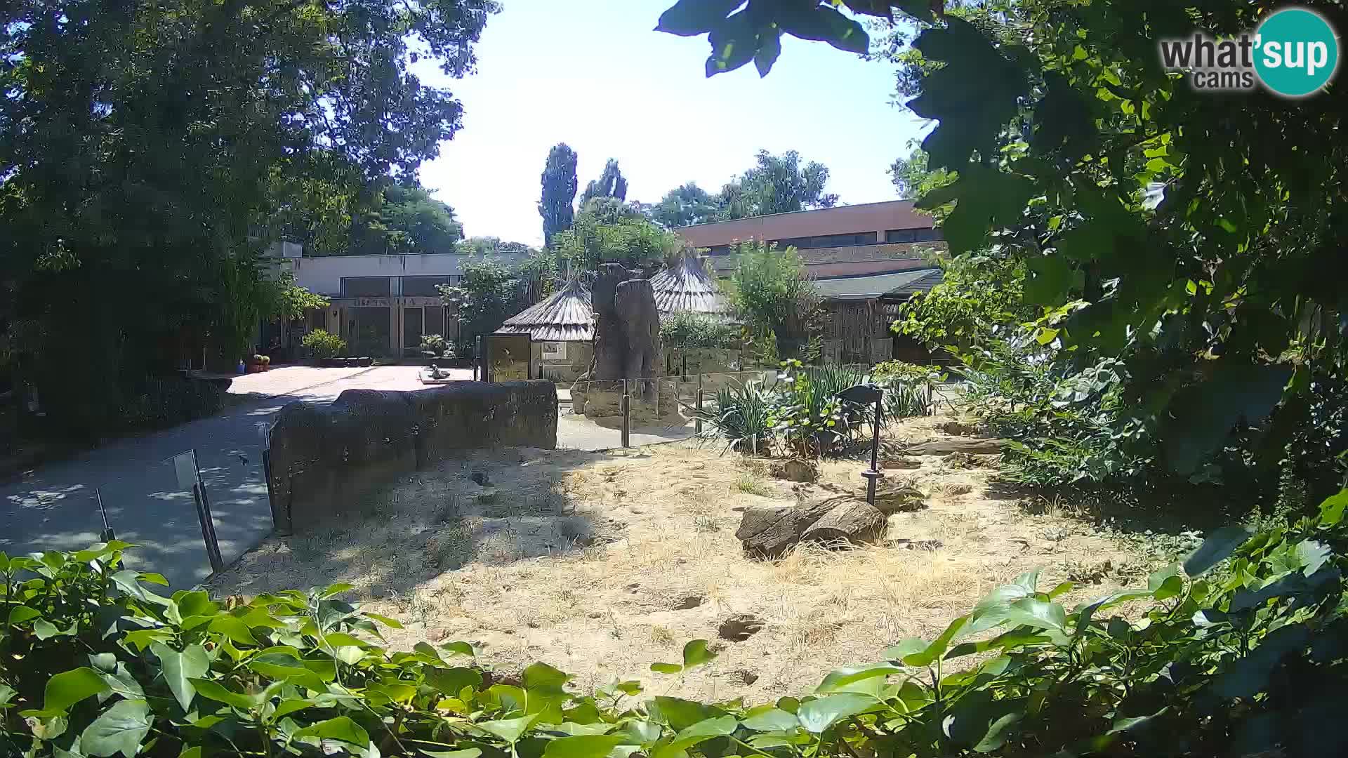 Zoo Zagreb – Suricate