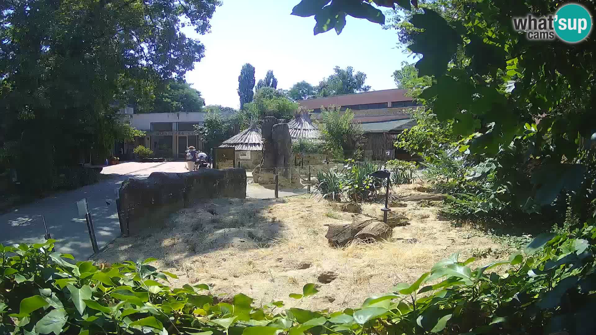 Zoo Zagreb – Surikate