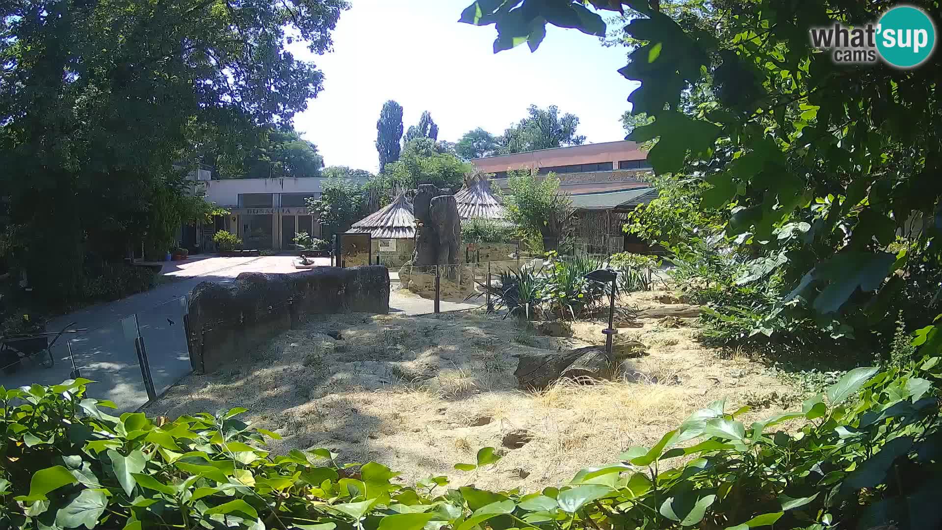 Zoo Zagreb – Meerkat (Suricate)