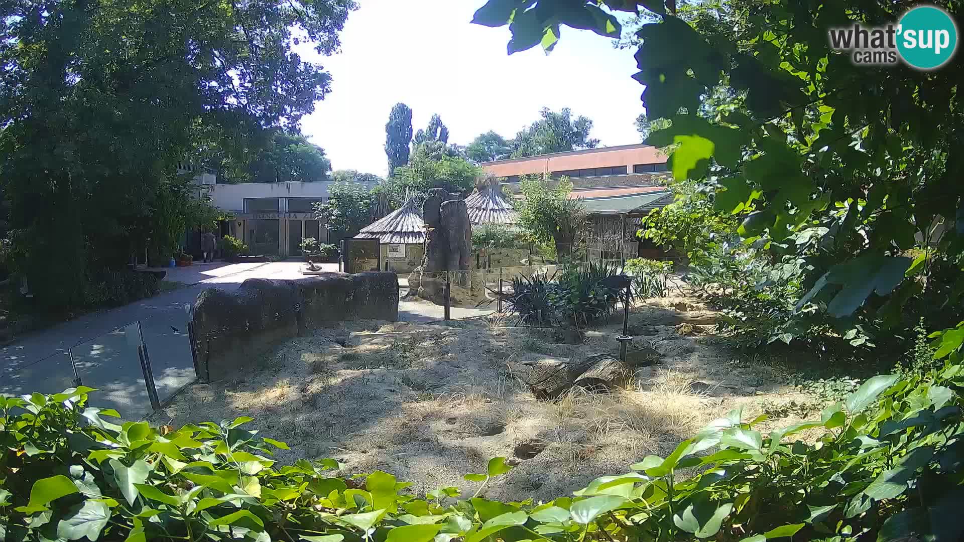 Zoo Zagreb – Suricata