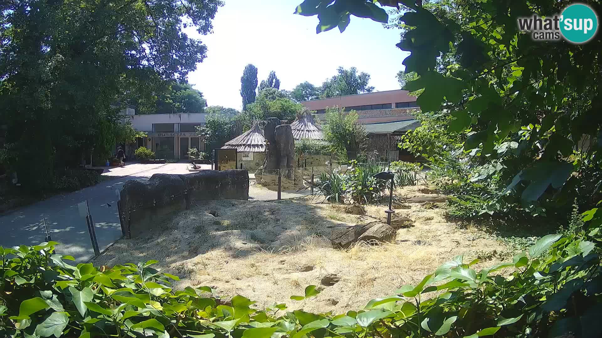 Zoo Zagreb – Surikate