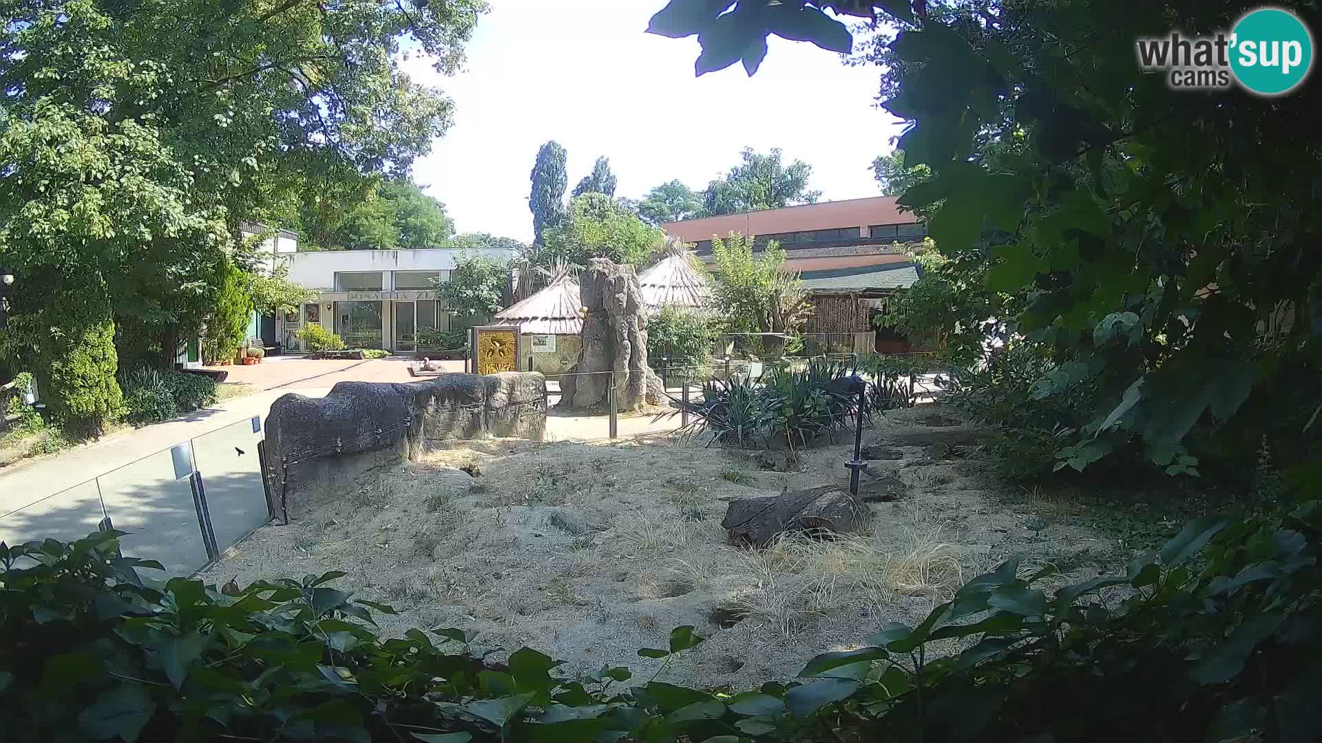 Zoo Zagreb – Suricata