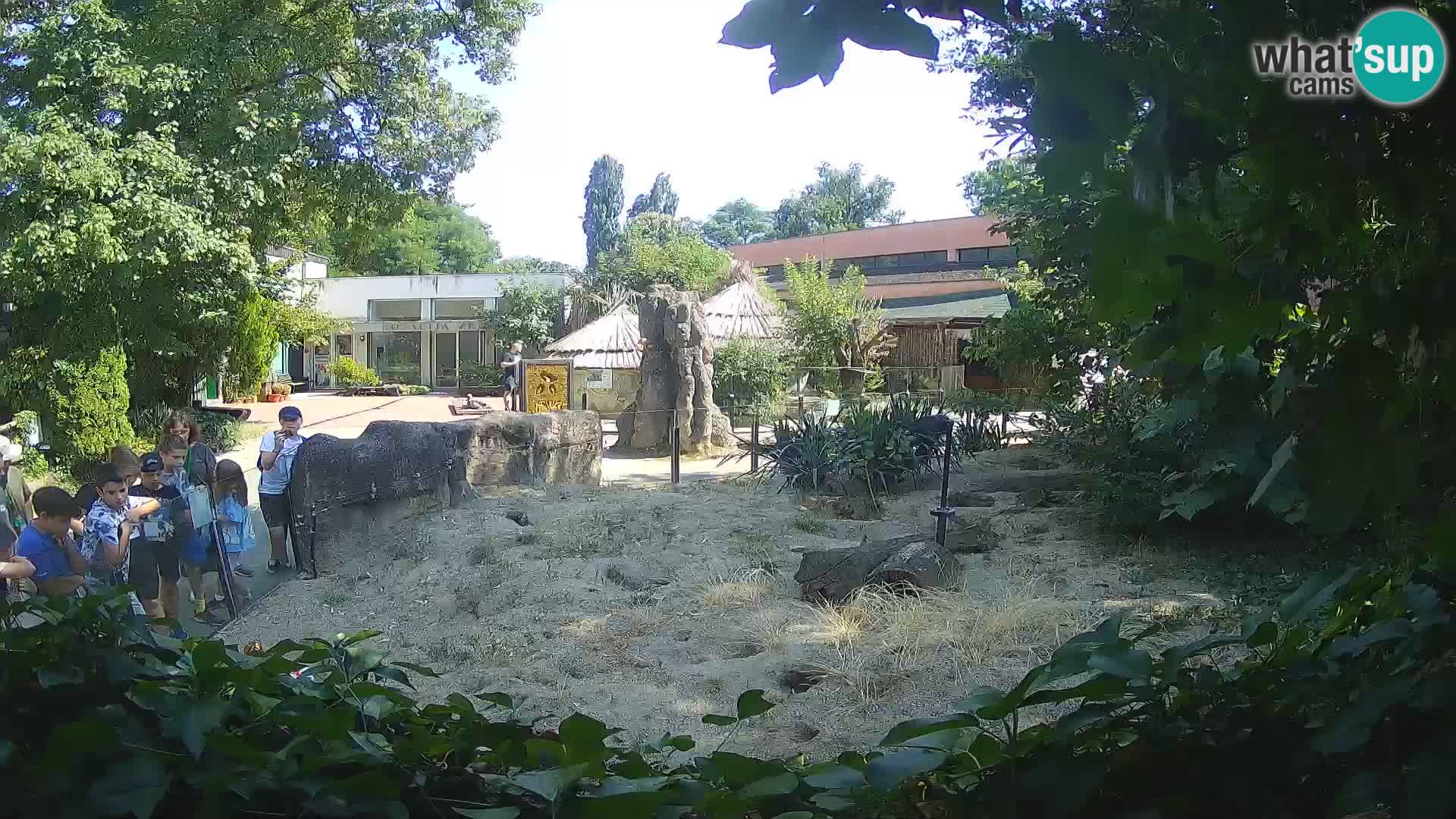 Zoo Zagreb – Suricata