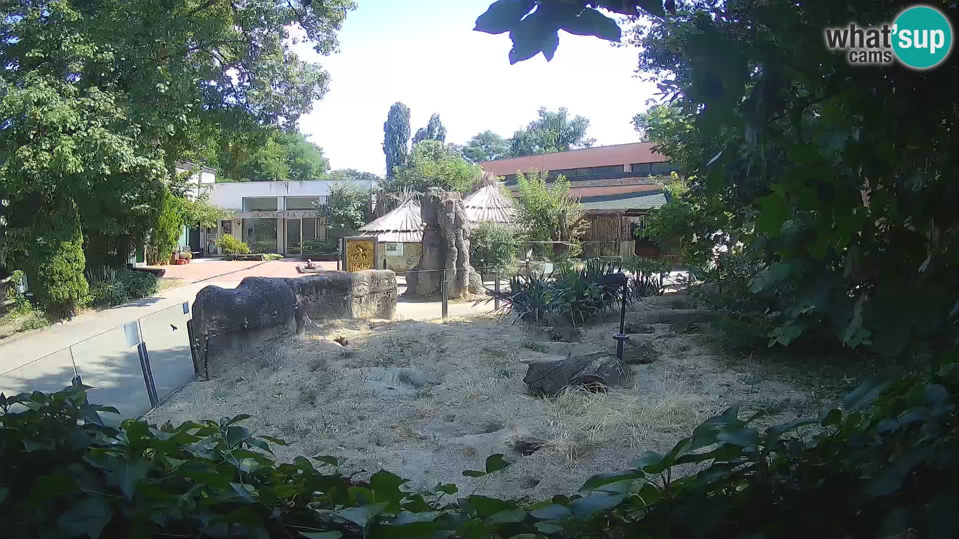 Zoo Zagreb – Suricata
