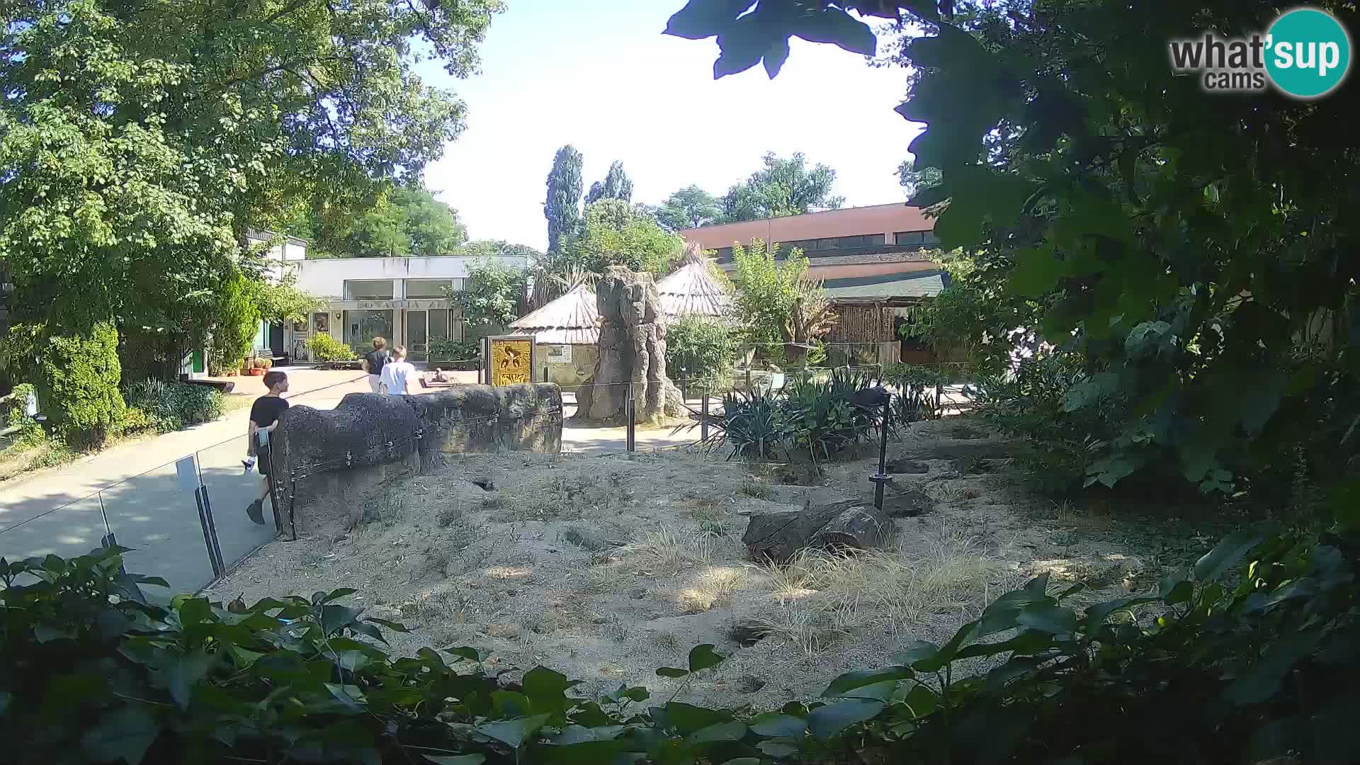 Zoo Zagreb – Suricate