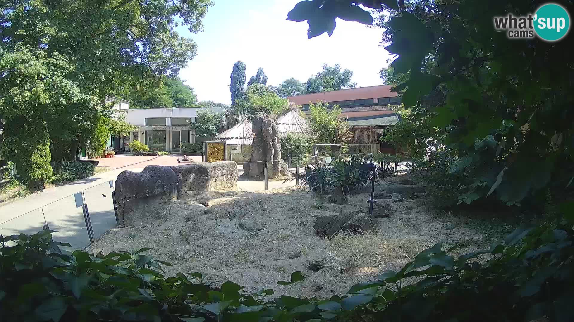 Zoo Zagreb – Merkat