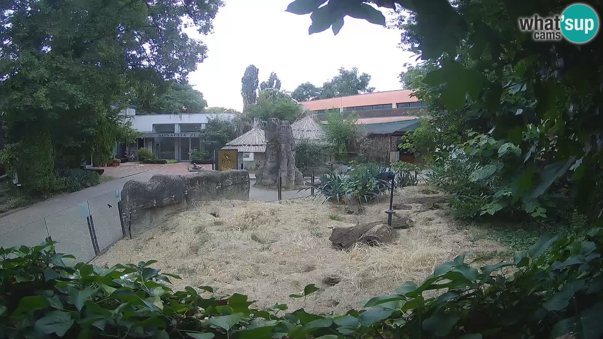 Zoo Zagreb – Meerkat (Suricate)