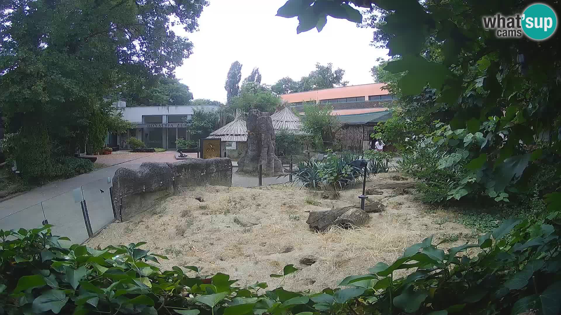 Zoo Zagreb – Meerkat (Suricate)