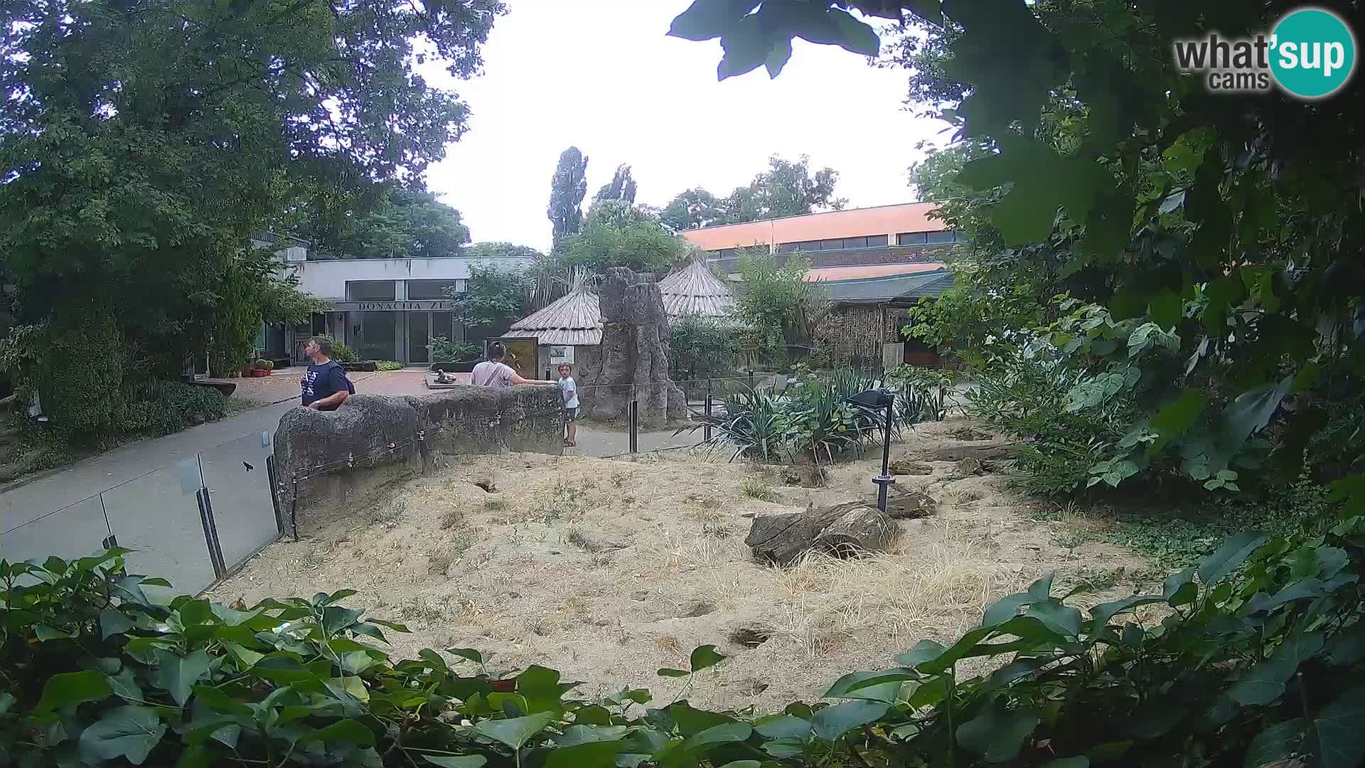 Zoo Zagreb – Meerkat (Suricate)