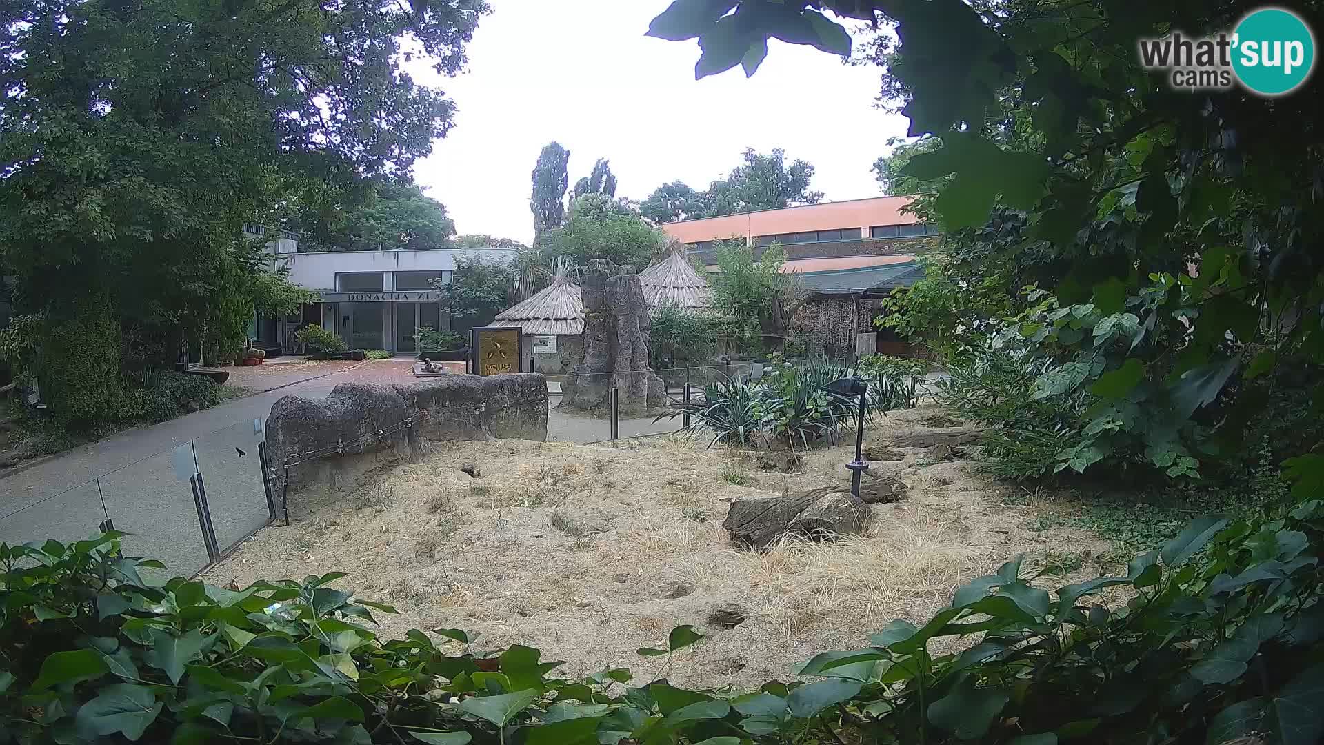 Zoo Zagreb – Surikate