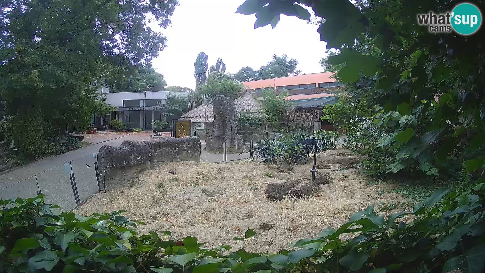 Zoo Zagreb – Meerkat (Suricate)