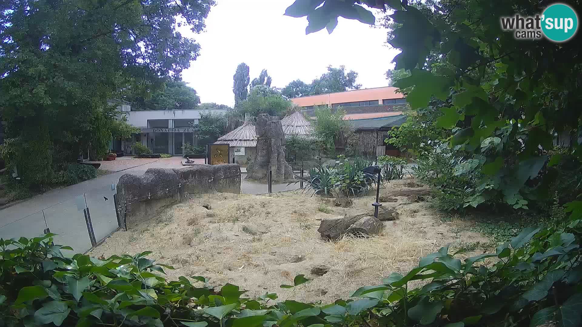 Zoo Zagreb – Meerkat (Suricate)