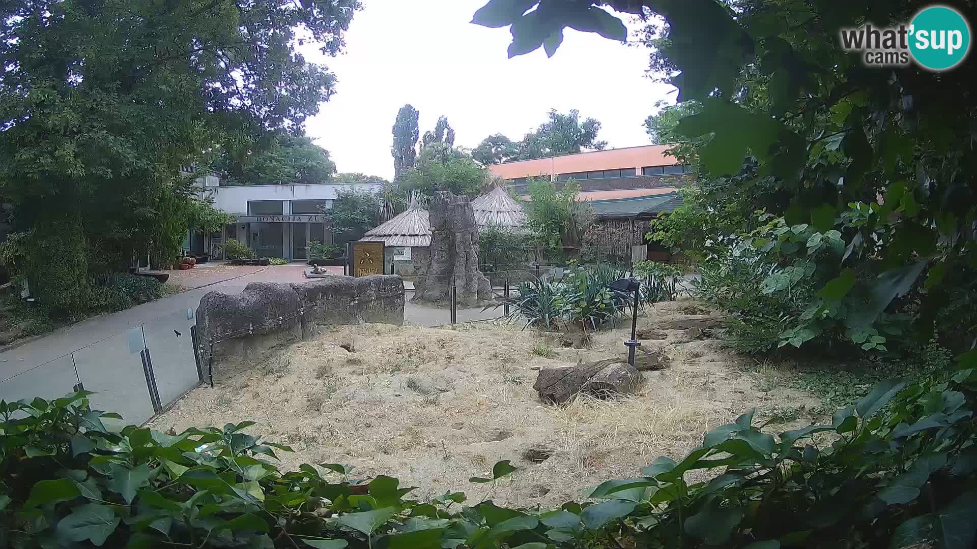 Zoo Zagreb – Suricate
