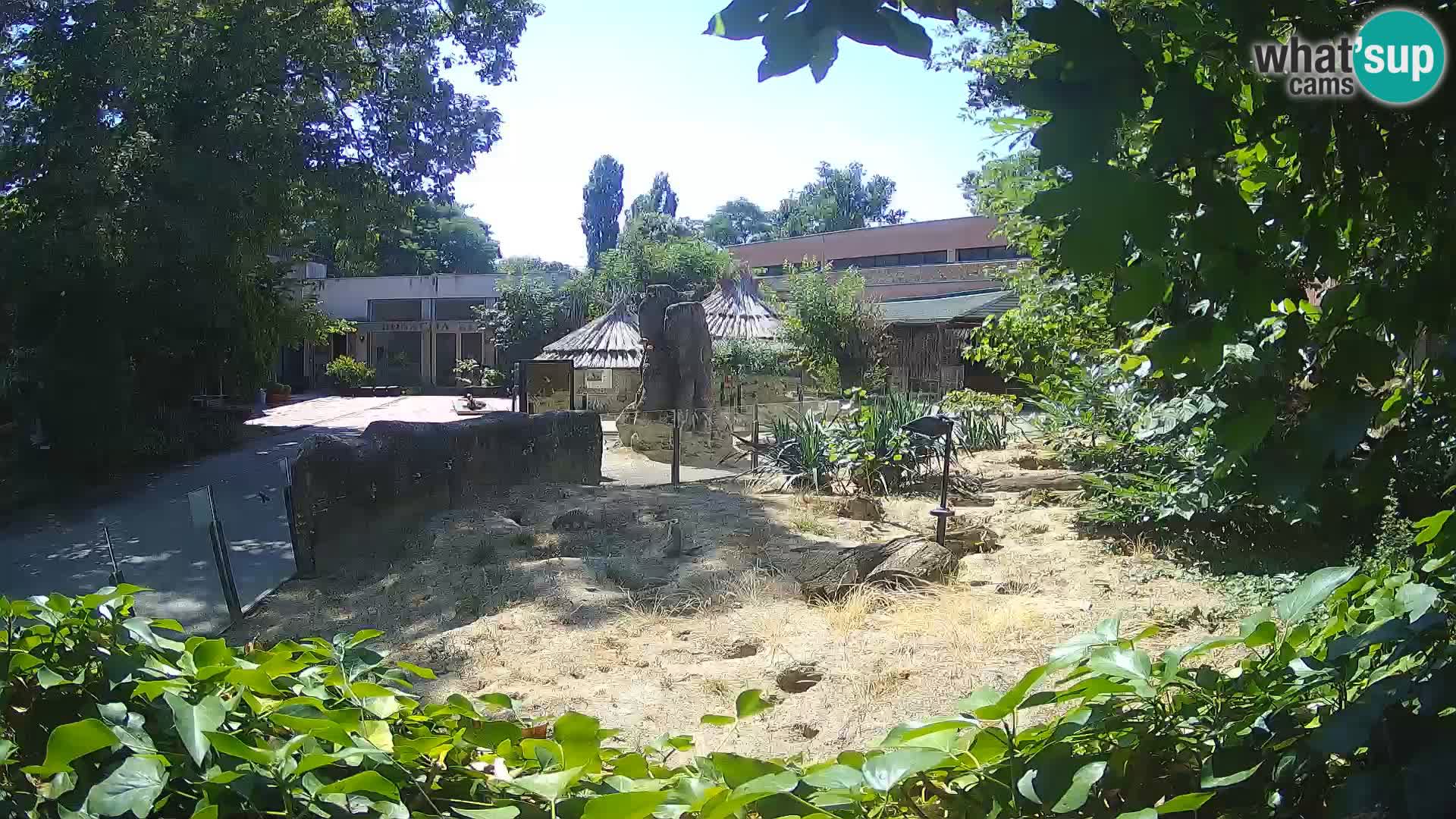 Zoo Zagreb – Erdmännchen