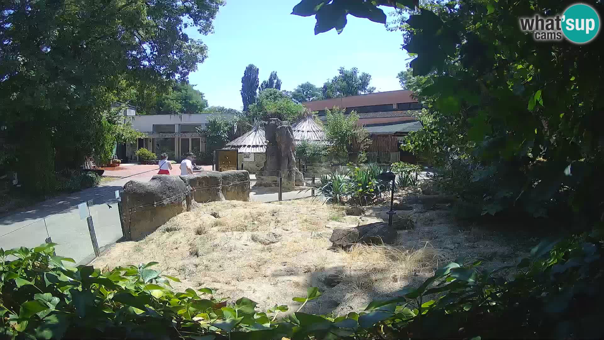 Zoo Zagreb – Suricata