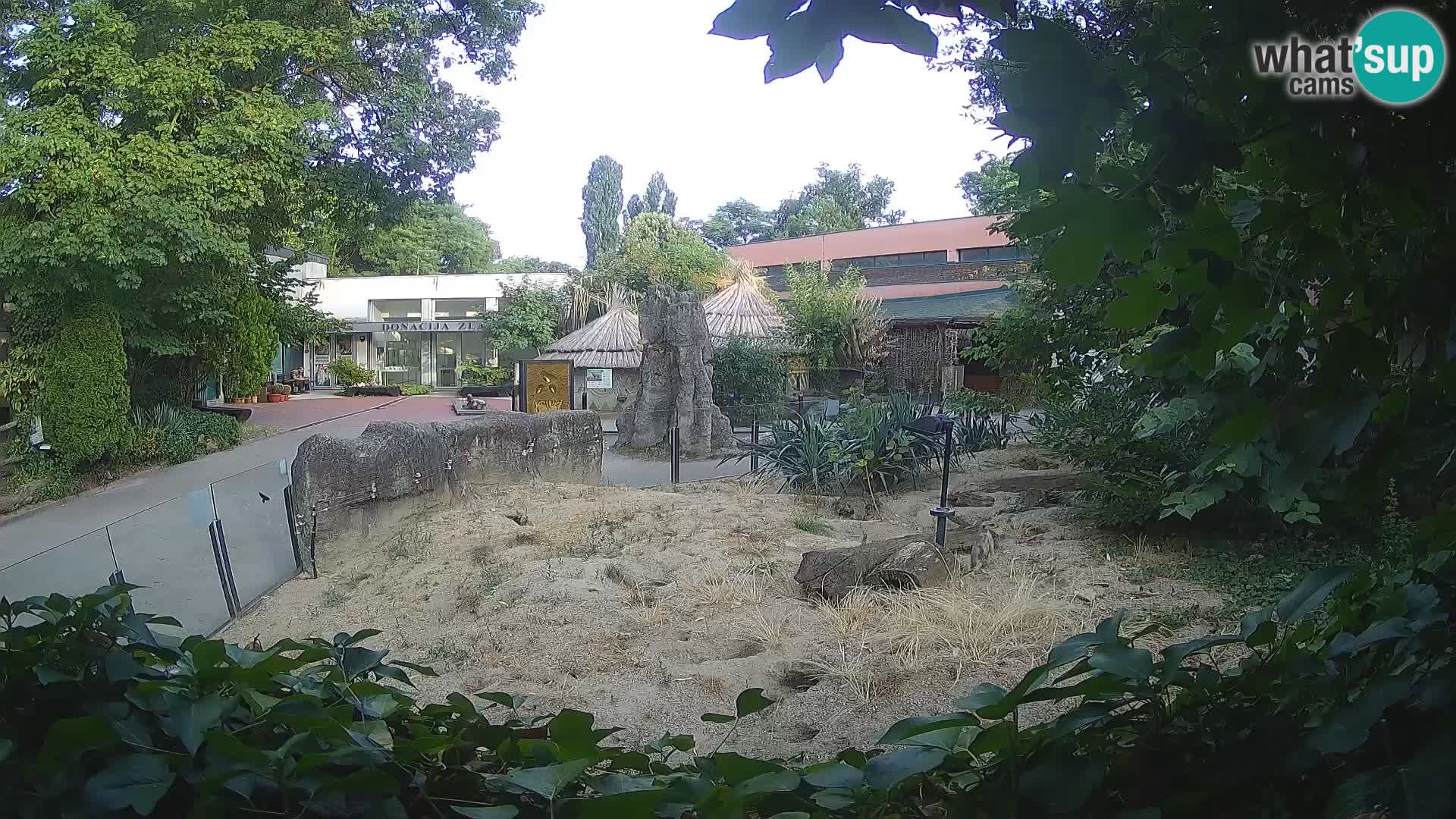 Zoo Zagreb – Merkat