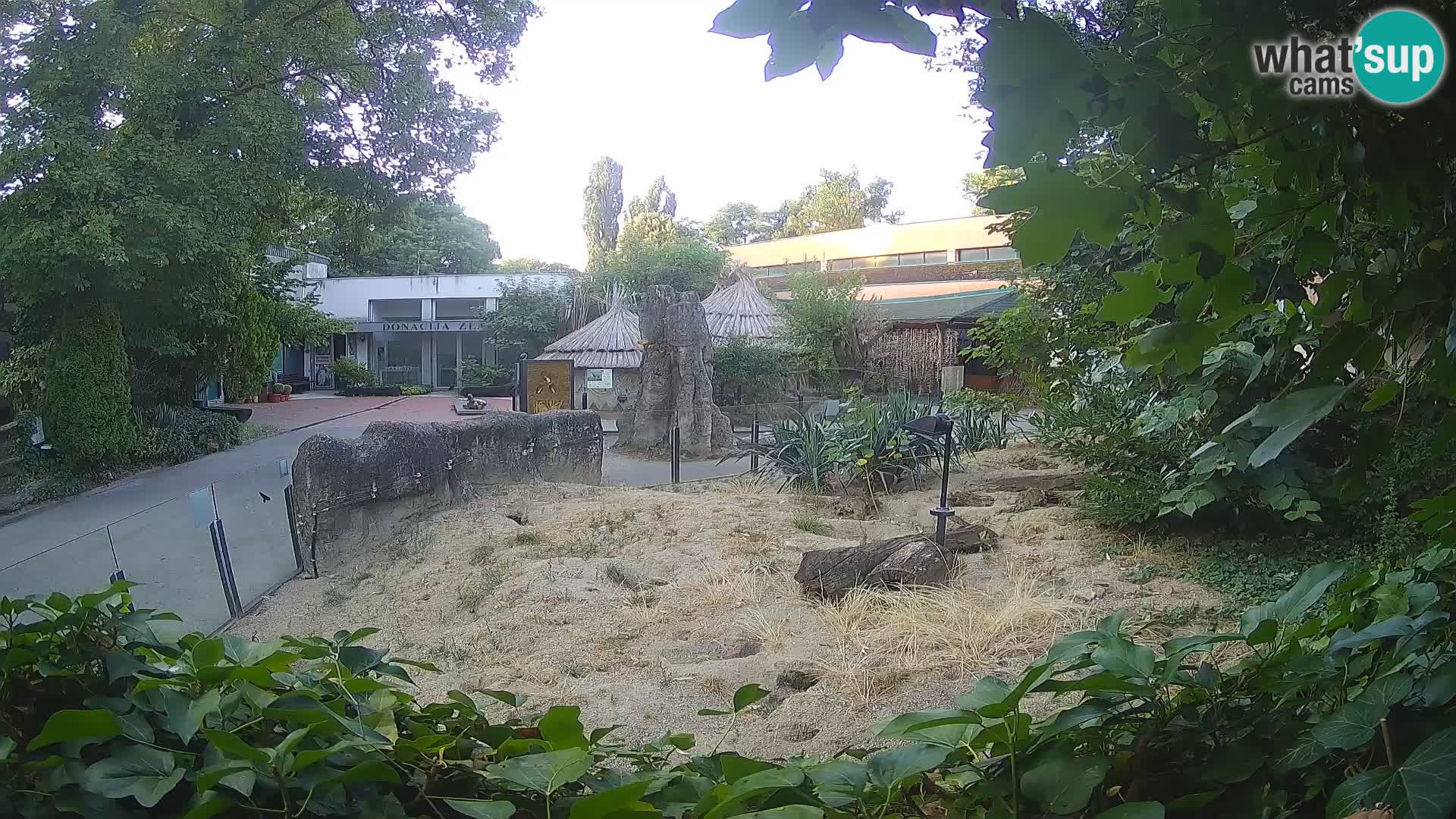 Zoo Zagreb – Meerkat (Suricate)