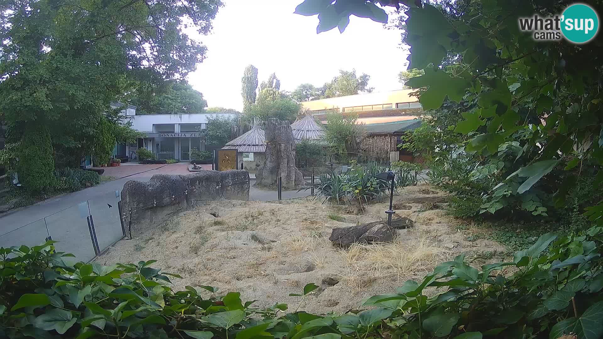 Zoo Zagreb – Suricate