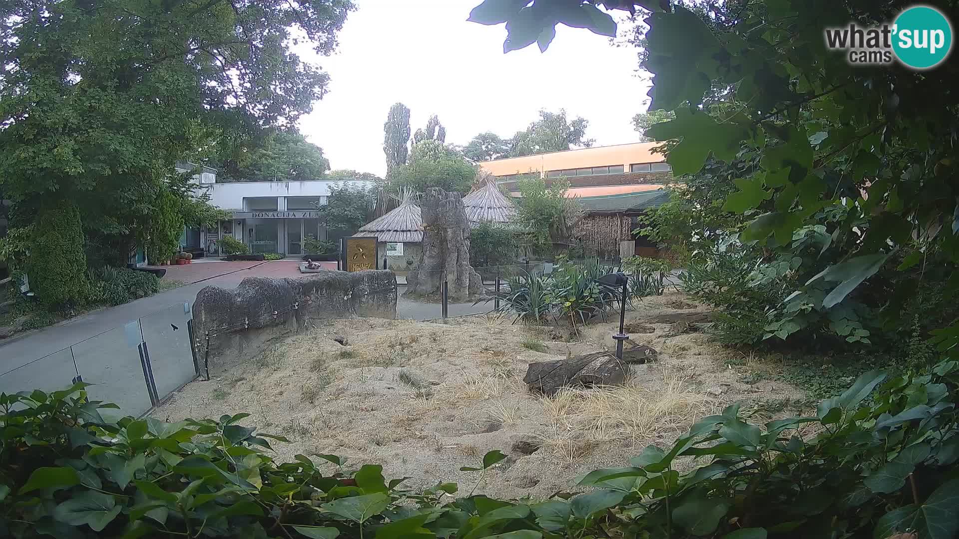 Zoo Zagreb – Suricata